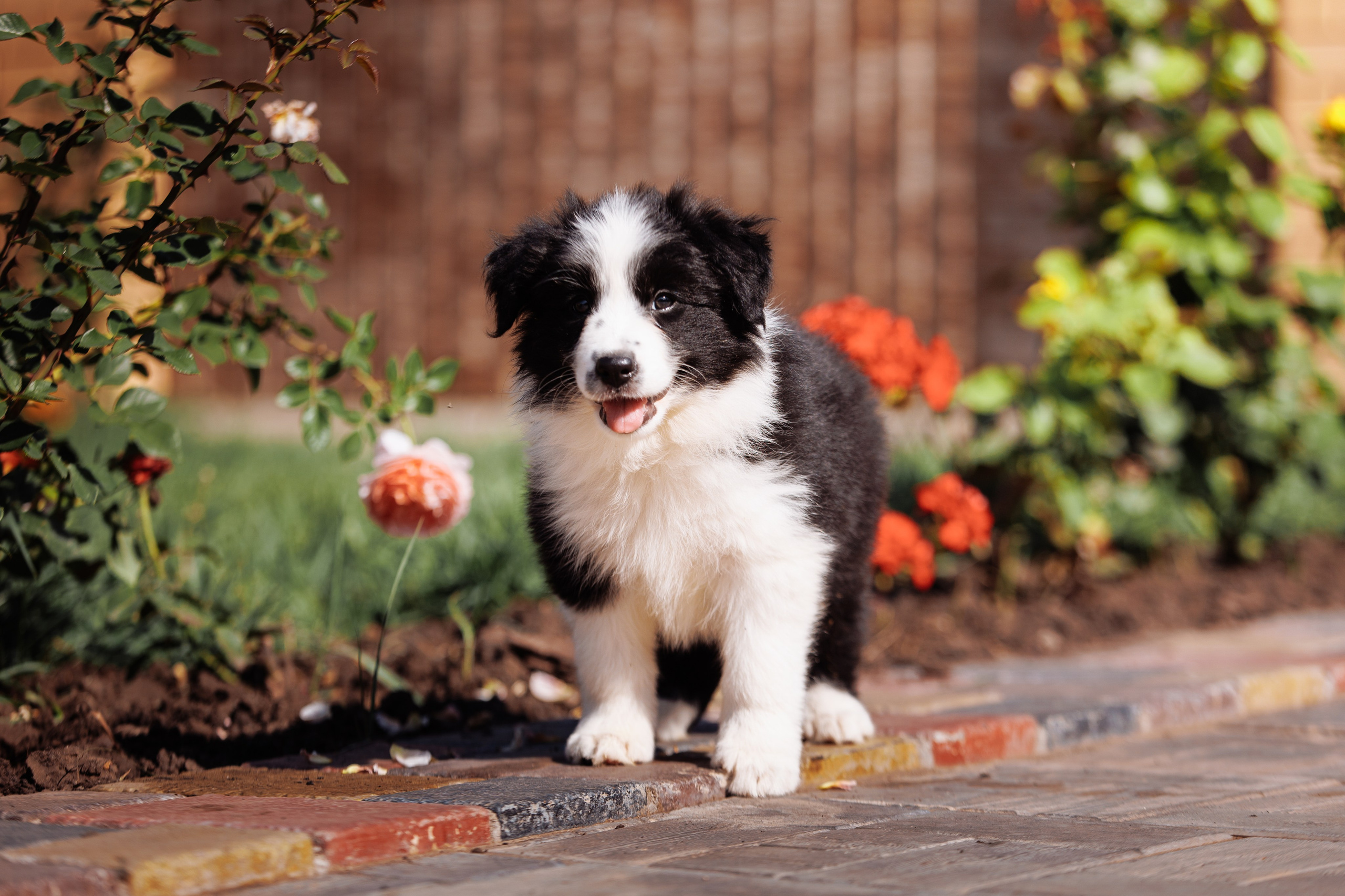 МММ — маленькое мягкое милое. О нас