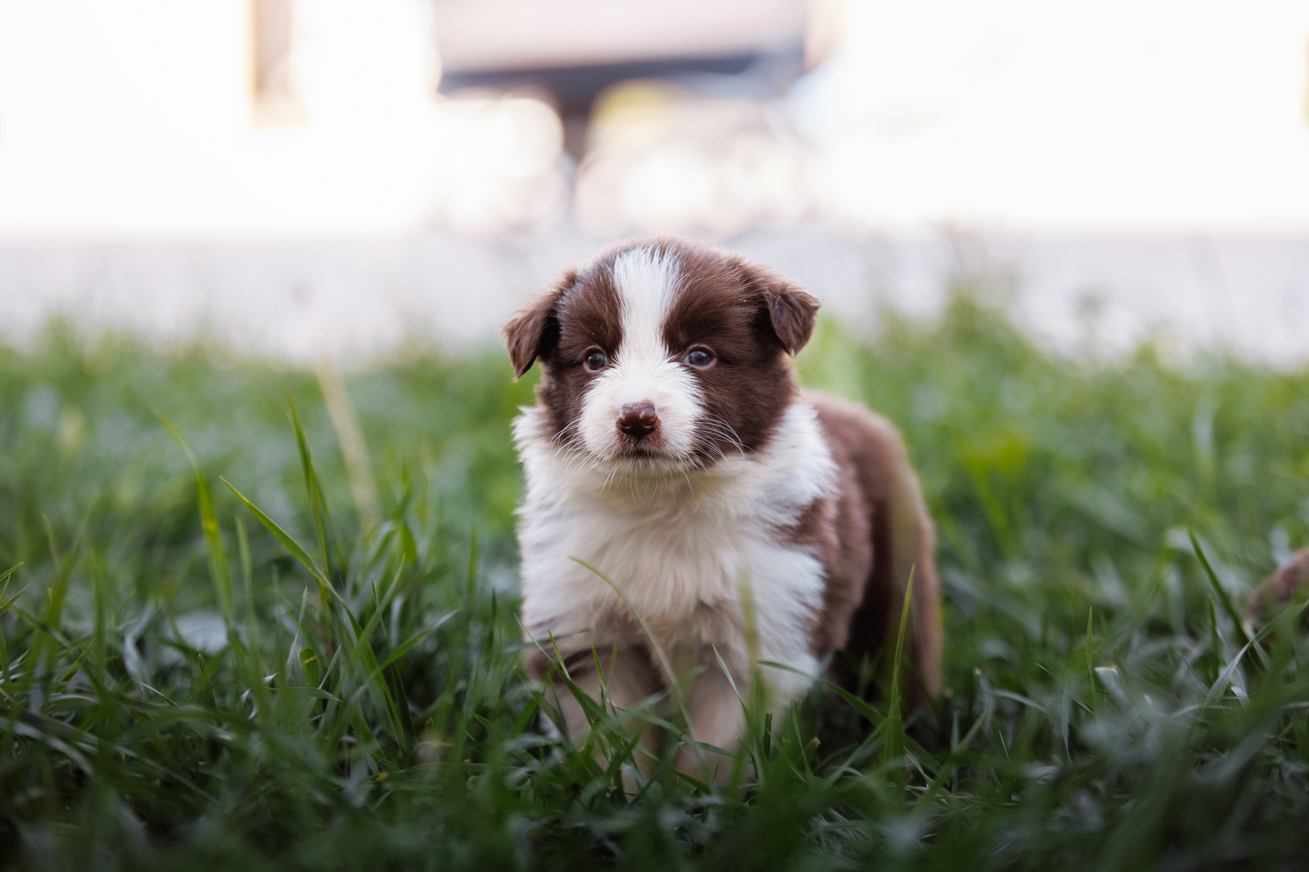 МММ — маленькое мягкое милое. О нас