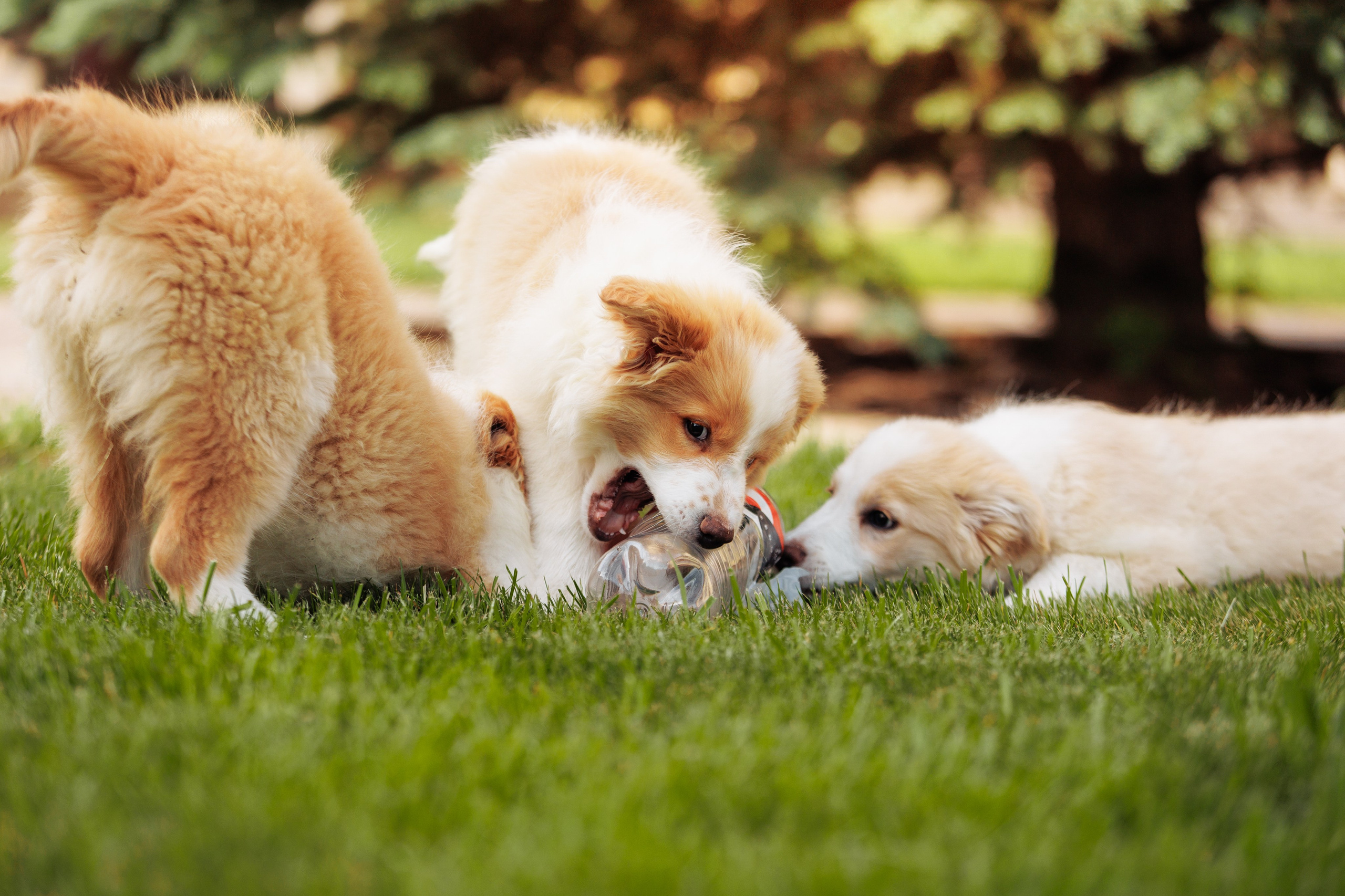 СОлнечные. О нас