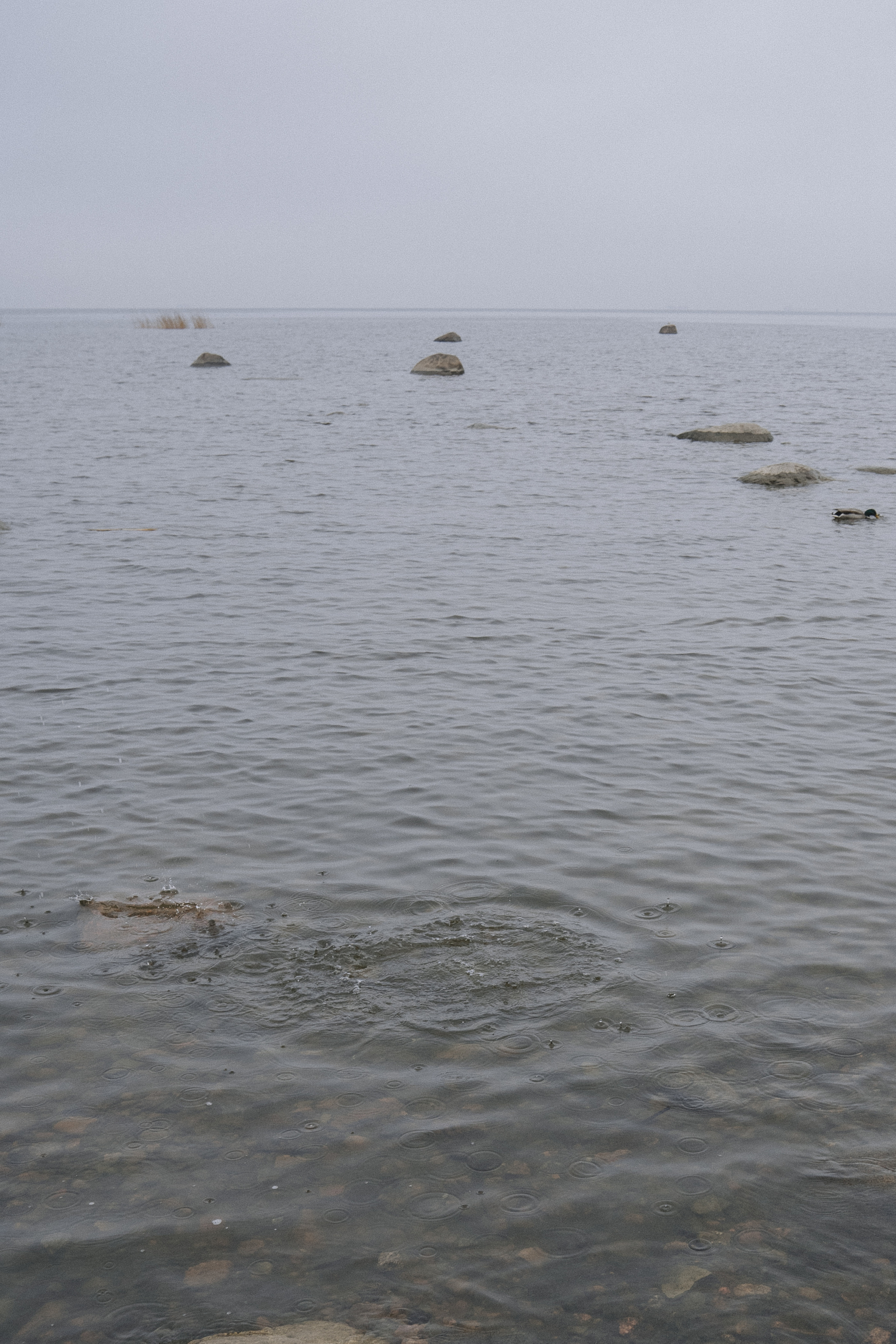 Алексей и Александра (Love Story). Свадебный и портретный фотограф Натали Суровцева