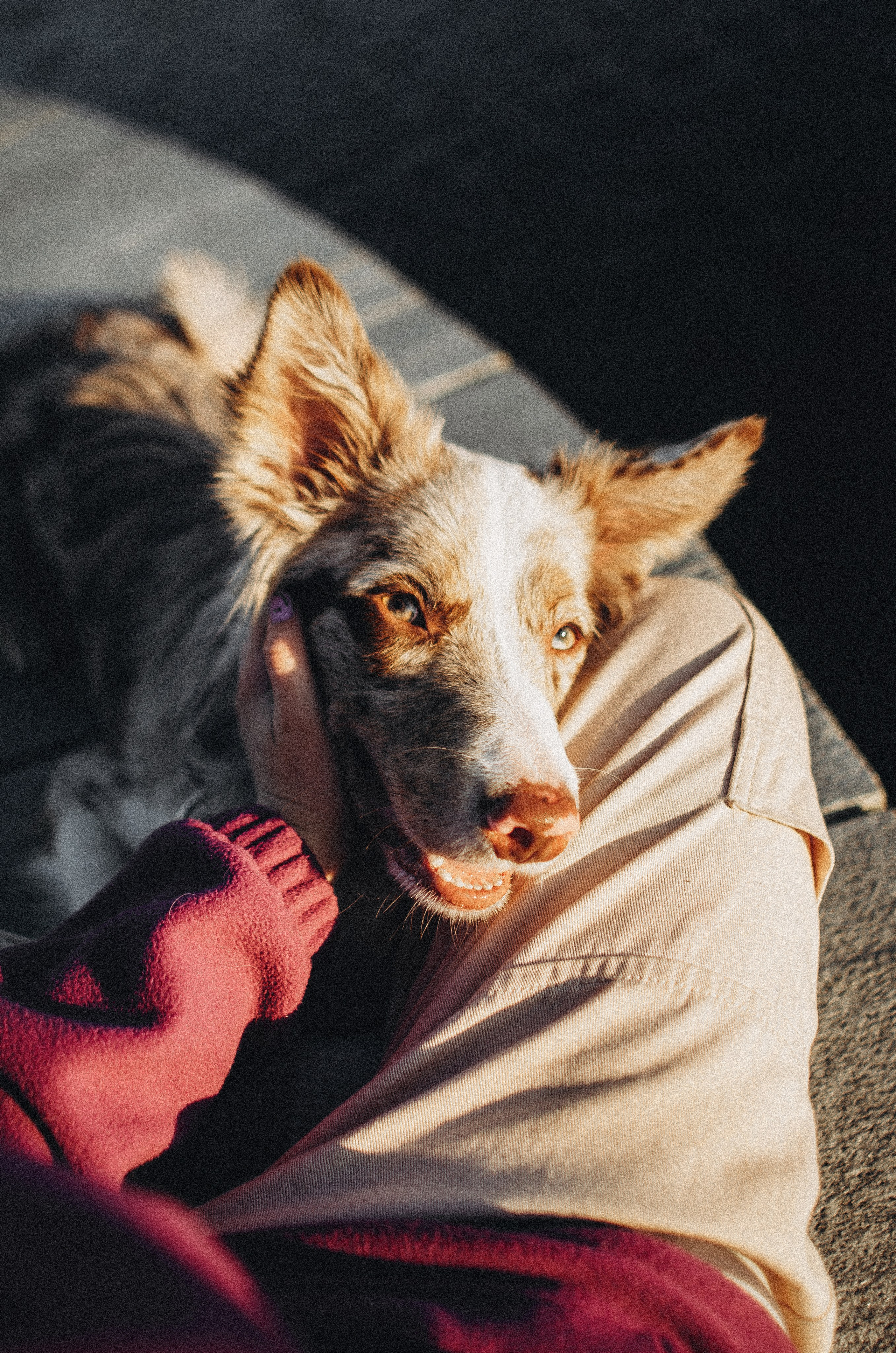 Аня и Дэймон. Фотограф-анималист Богданова Полина