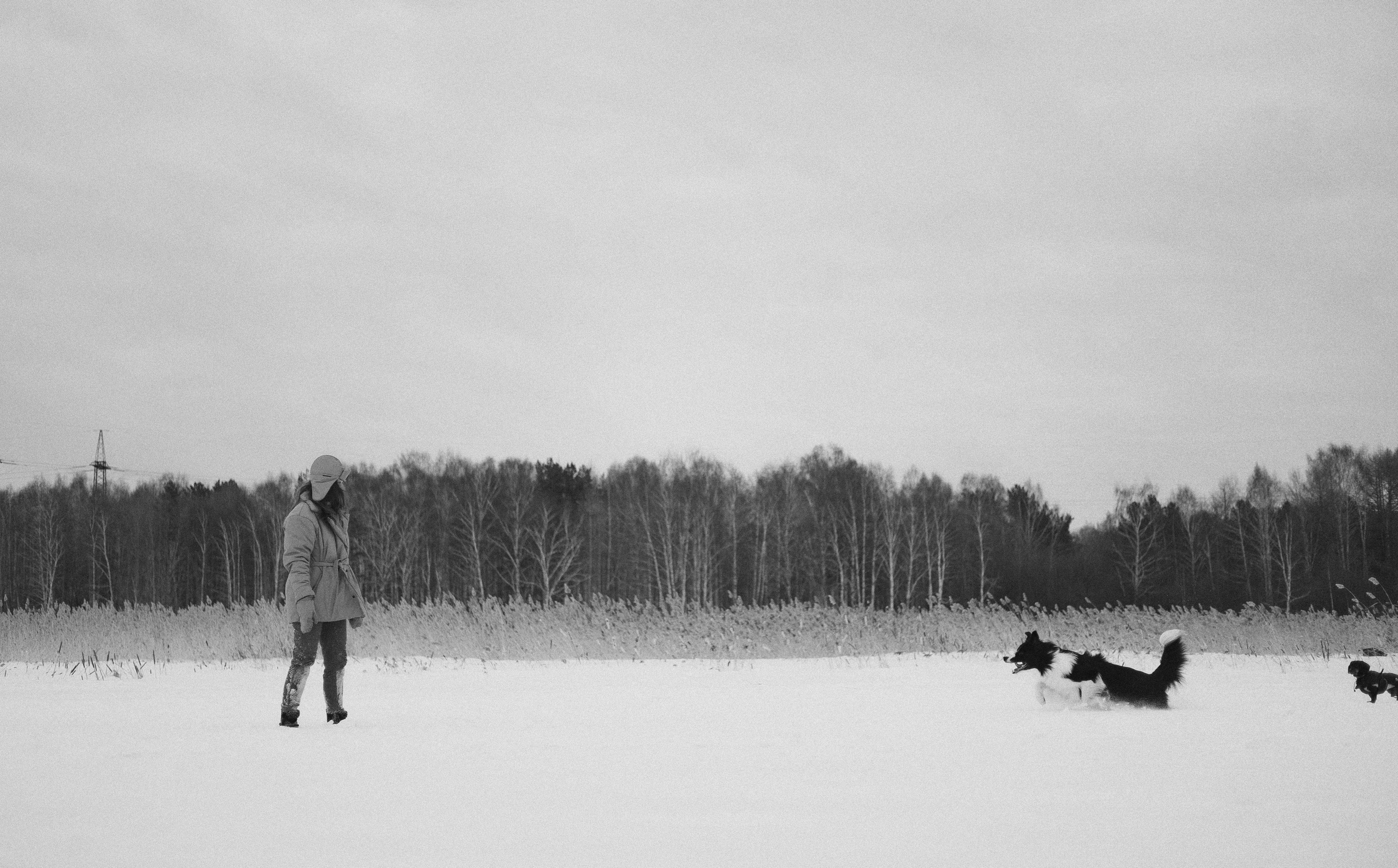 Маша, Рэм и Ньютон. Фотограф-анималист Богданова Полина
