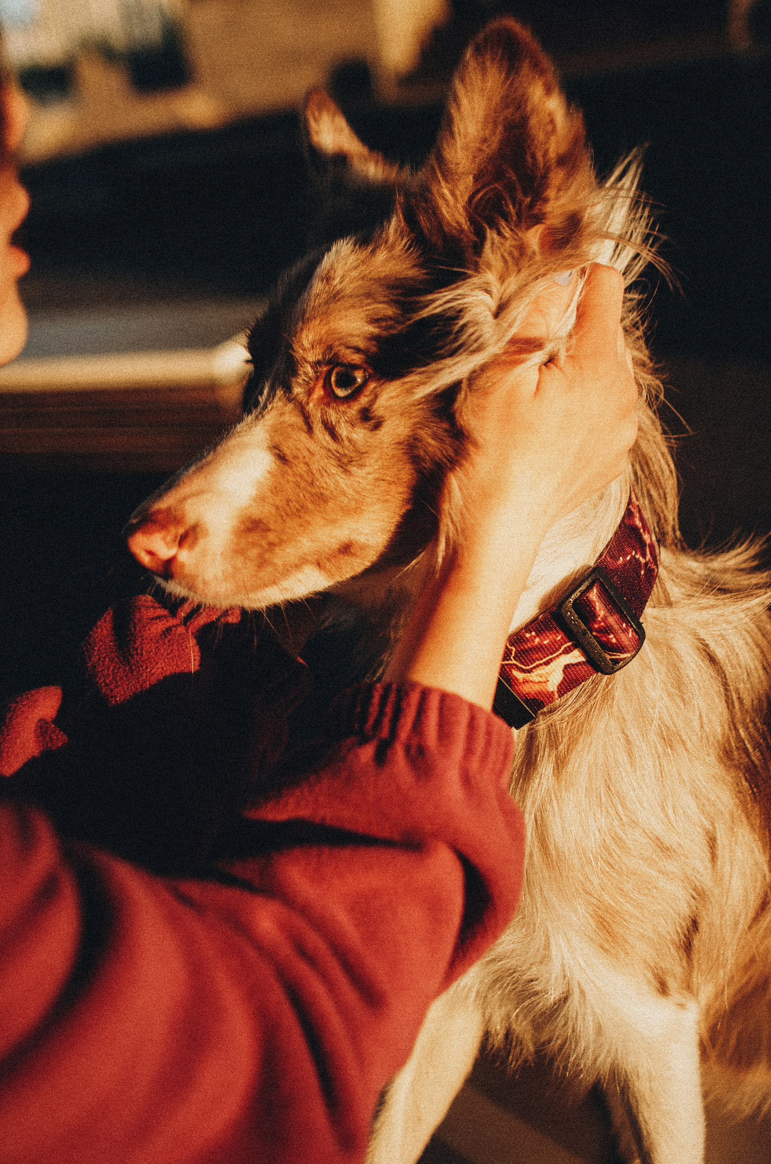 Аня и Дэймон. Фотограф-анималист Богданова Полина