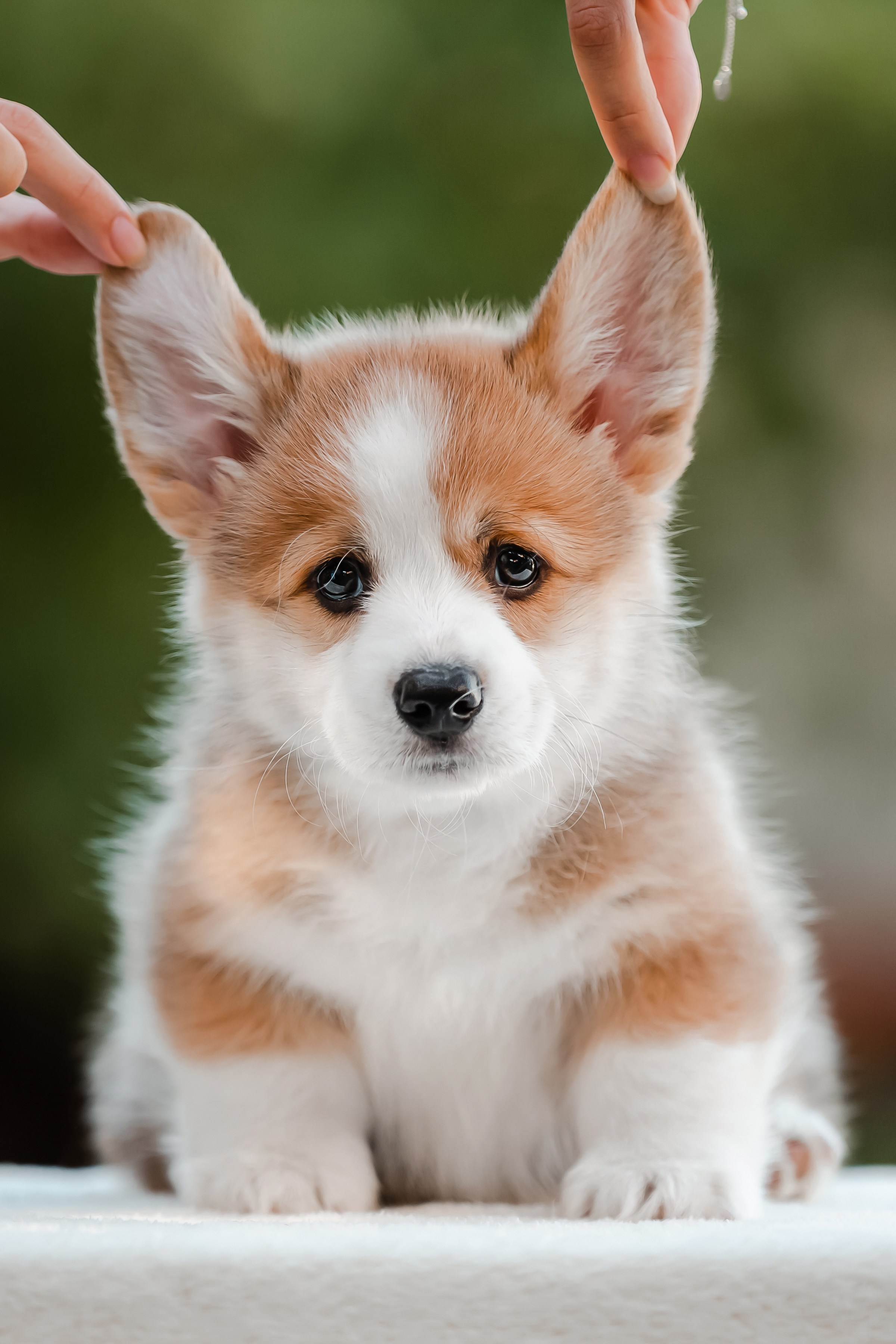 Щенки корги в корзинах и цветах. Фотограф-анималист в Краснодаре Маша Мельникова