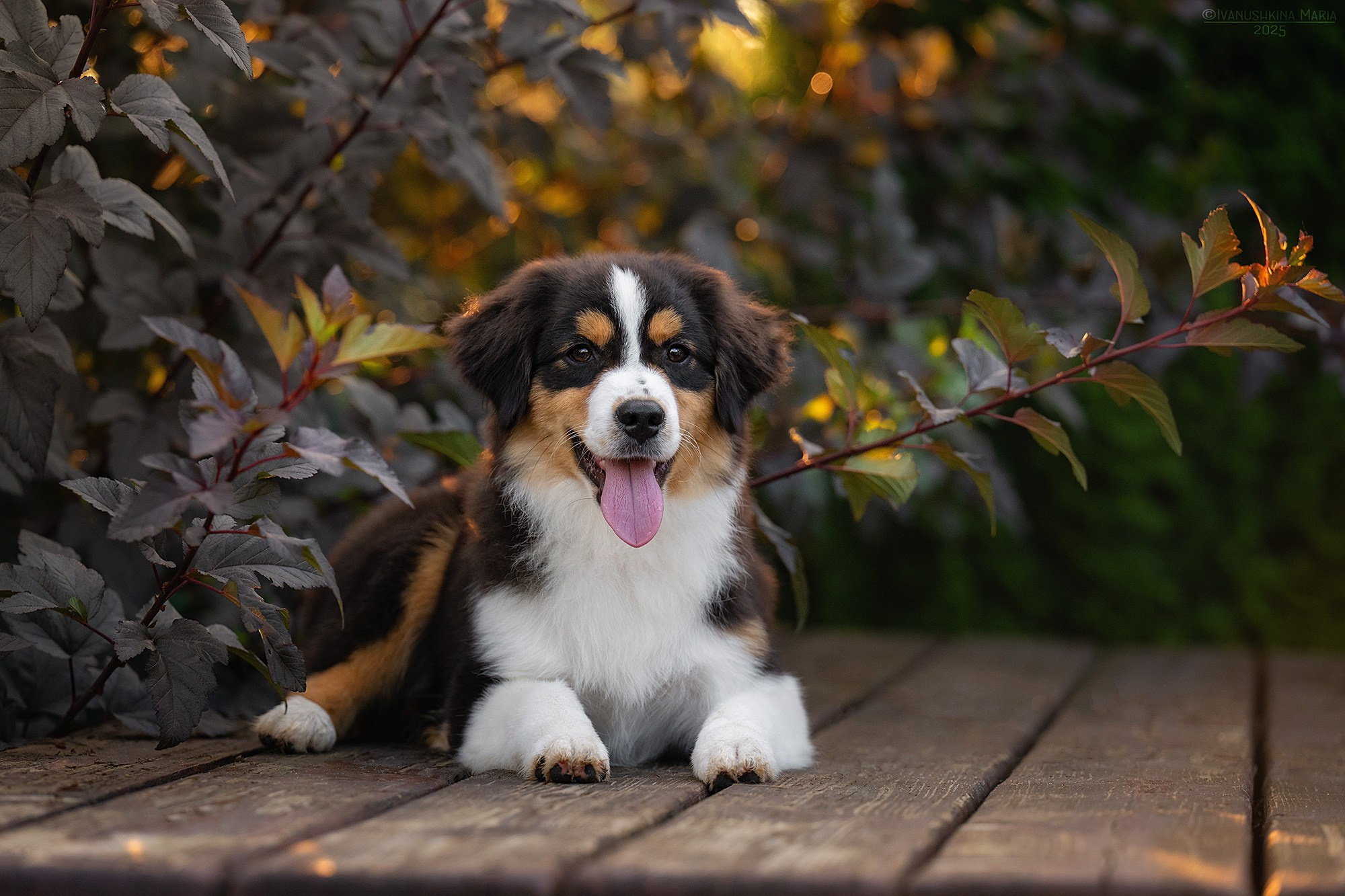Фотосессия щенков на продажу. Фотограф собак в Москве и Московской области Иванушкина Мария