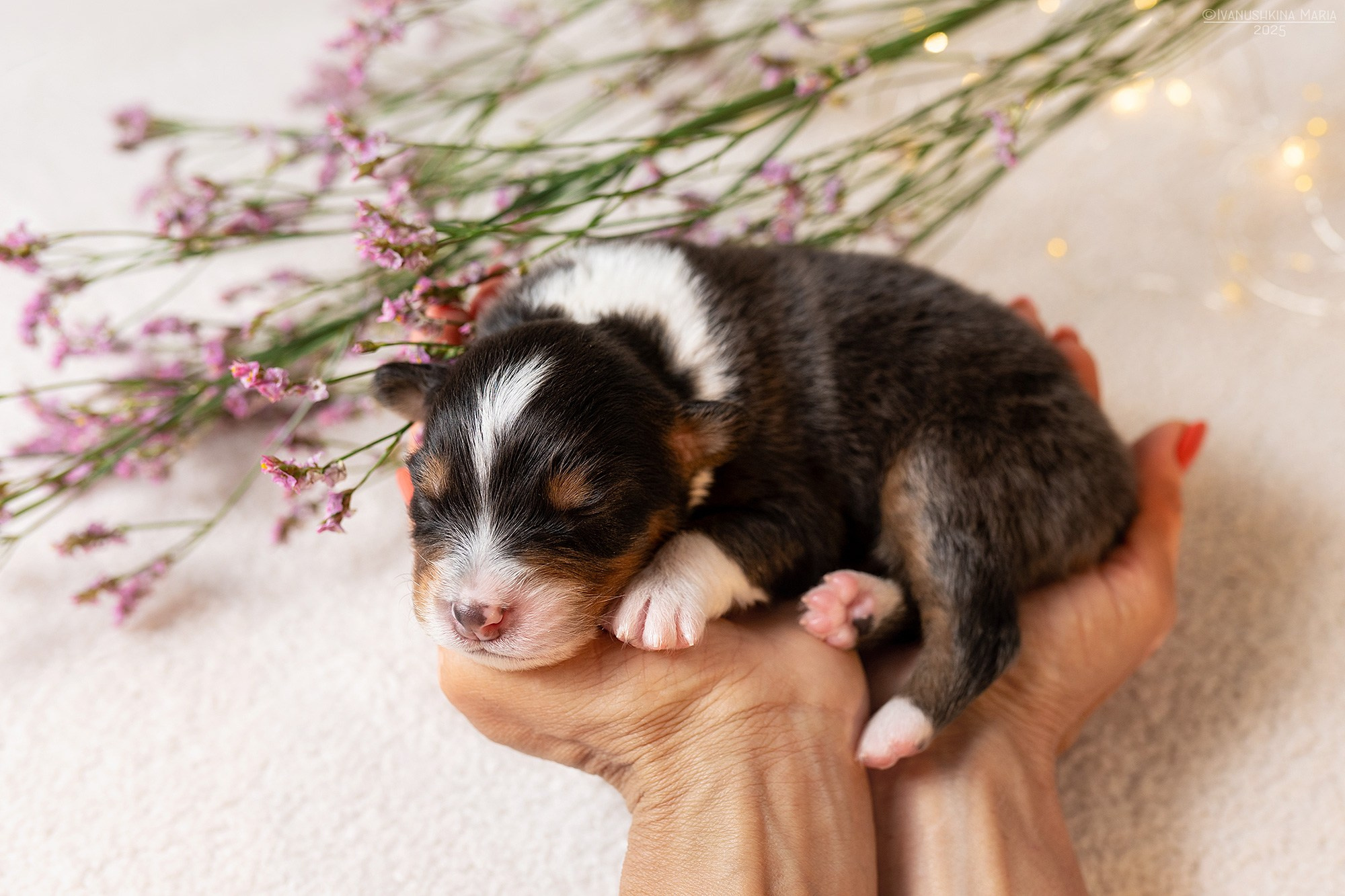 Ньюборн фотосессия щенков. Фотограф собак в Москве и Московской области Иванушкина Мария