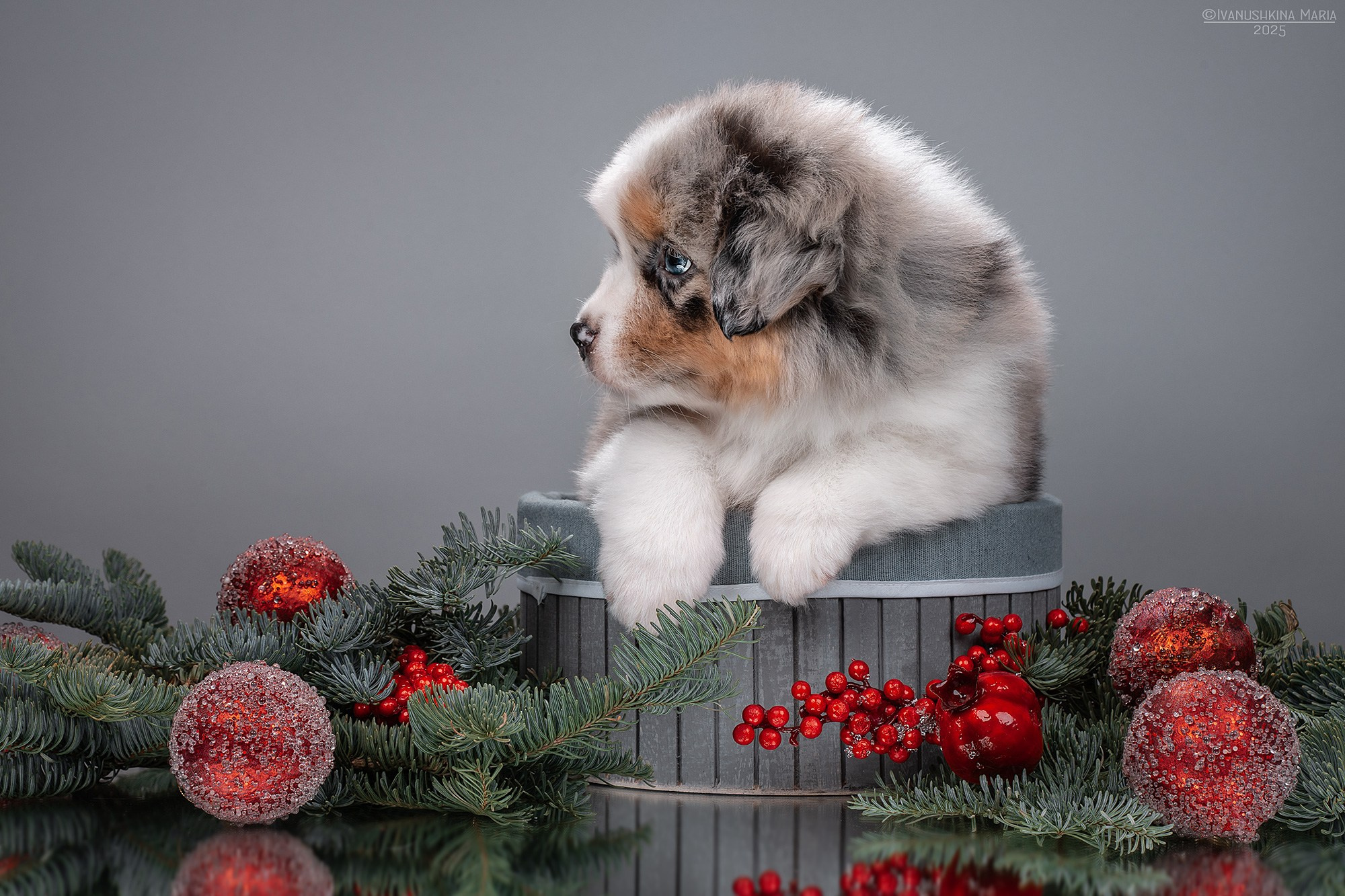 Фотосессия щенков на фонах. Фотограф собак в Москве и Московской области Иванушкина Мария