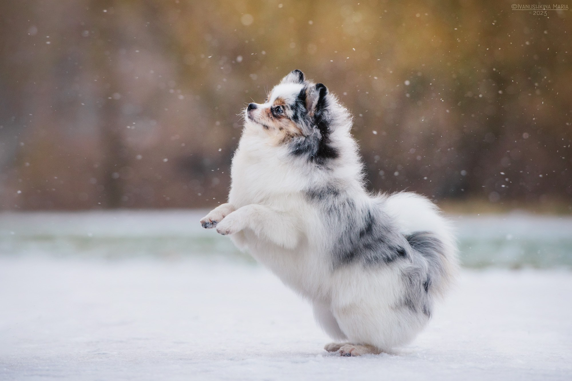 мраморный шпиц