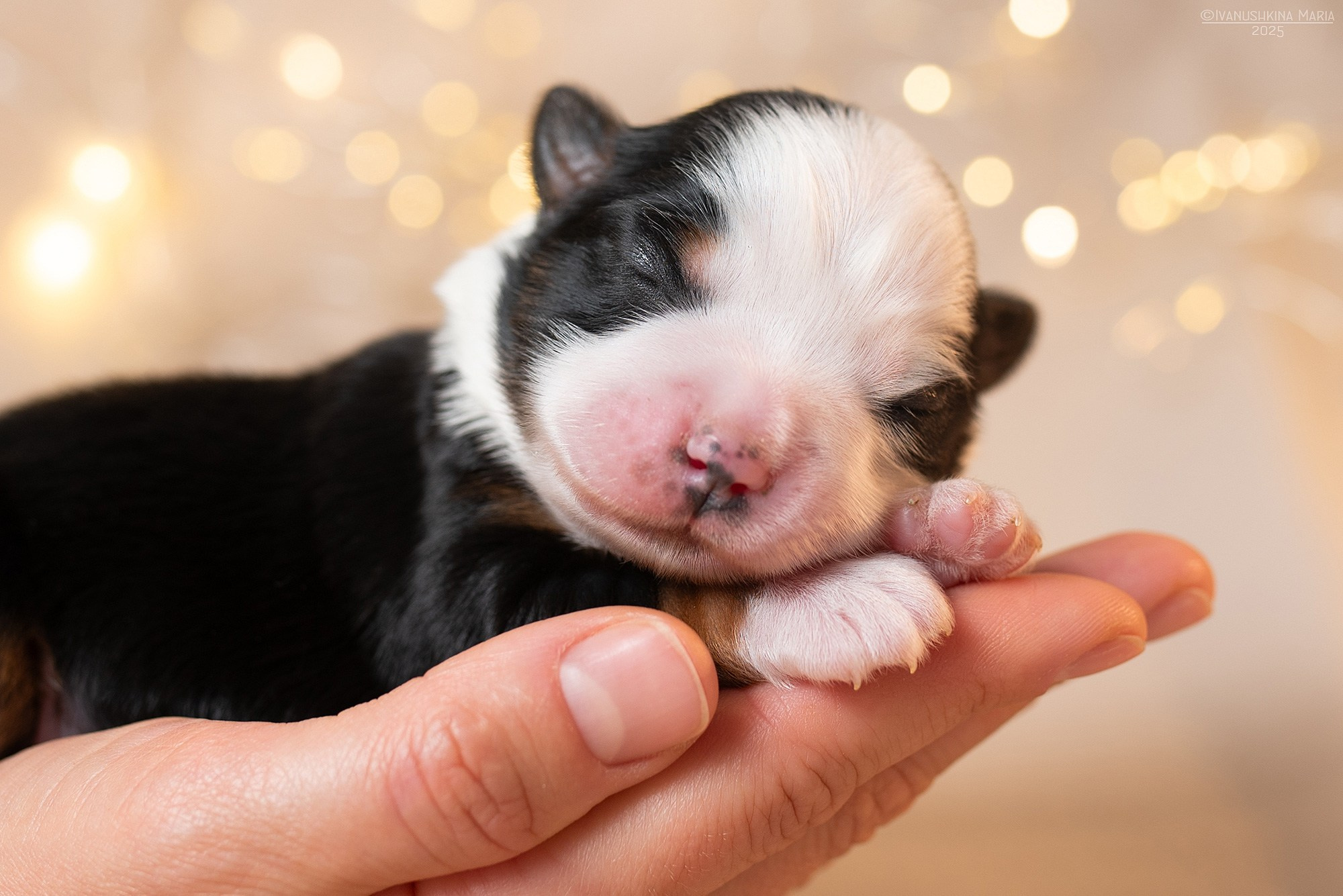 Ньюборн фотосессия щенков. Фотограф собак в Москве и Московской области Иванушкина Мария