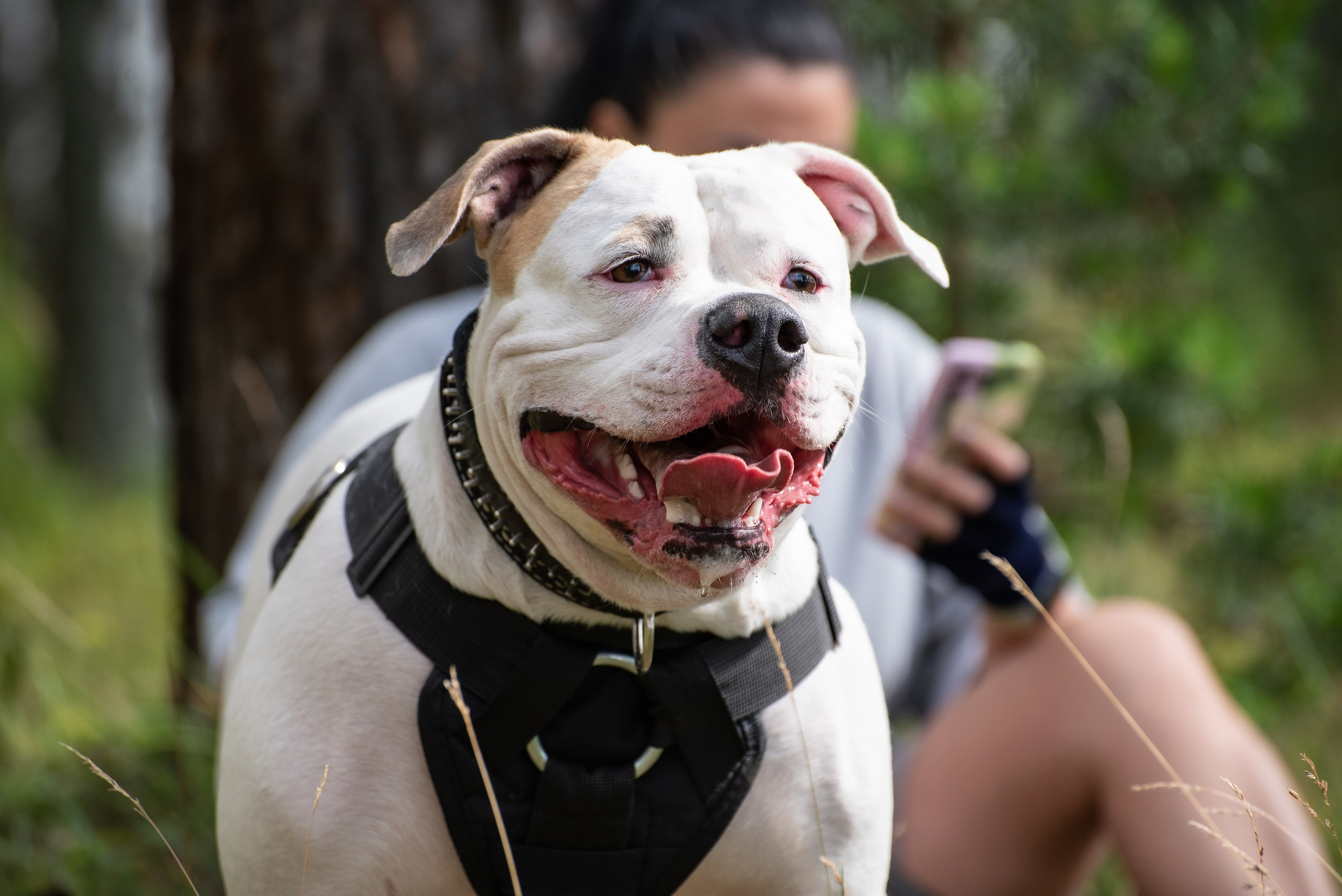 Всплеск эмоций 2023 Кинологический фестиваль. Фотограф Макс Огурцов в Нижнем Новгороде