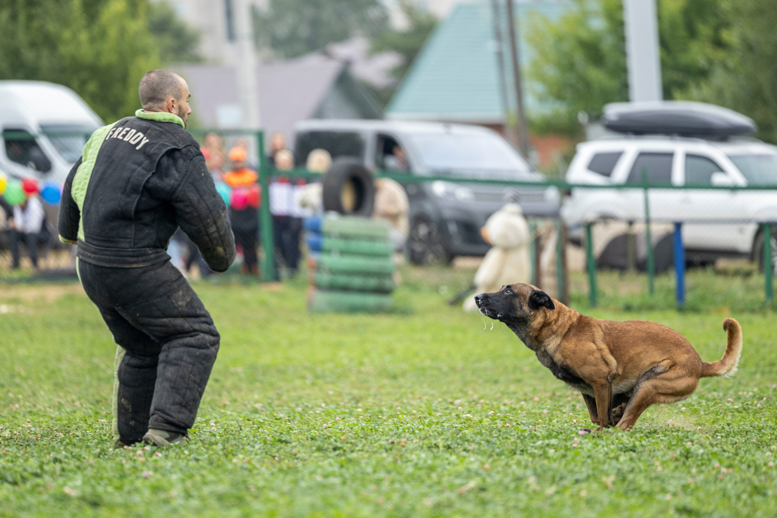 Соревнования по Мондьорингу г. Вологда 10-11.08.2024. Фотограф-анималист Анна Маринич