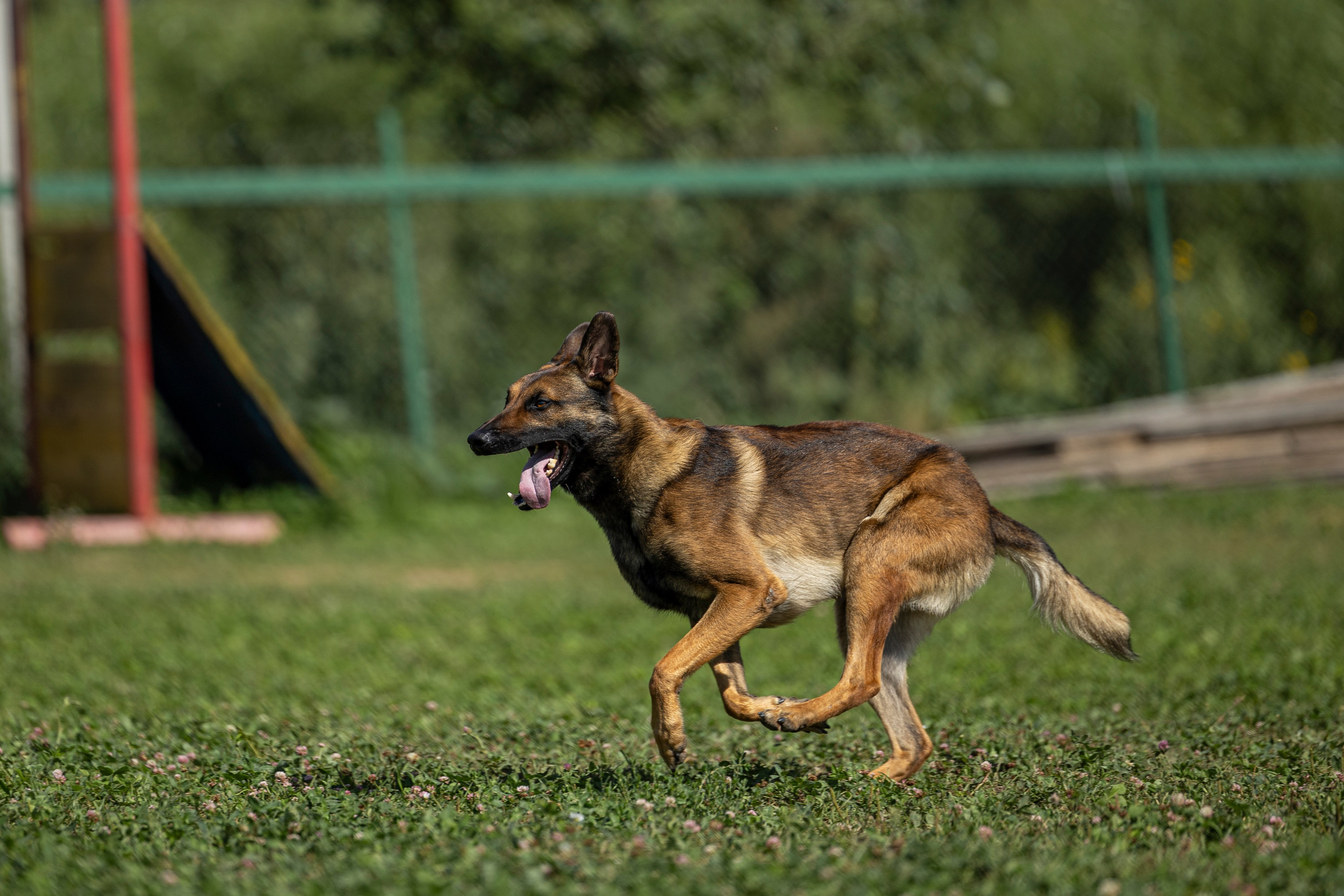 Соревнования по Мондьорингу г. Вологда 10-11.08.2024. Фотограф-анималист Анна Маринич