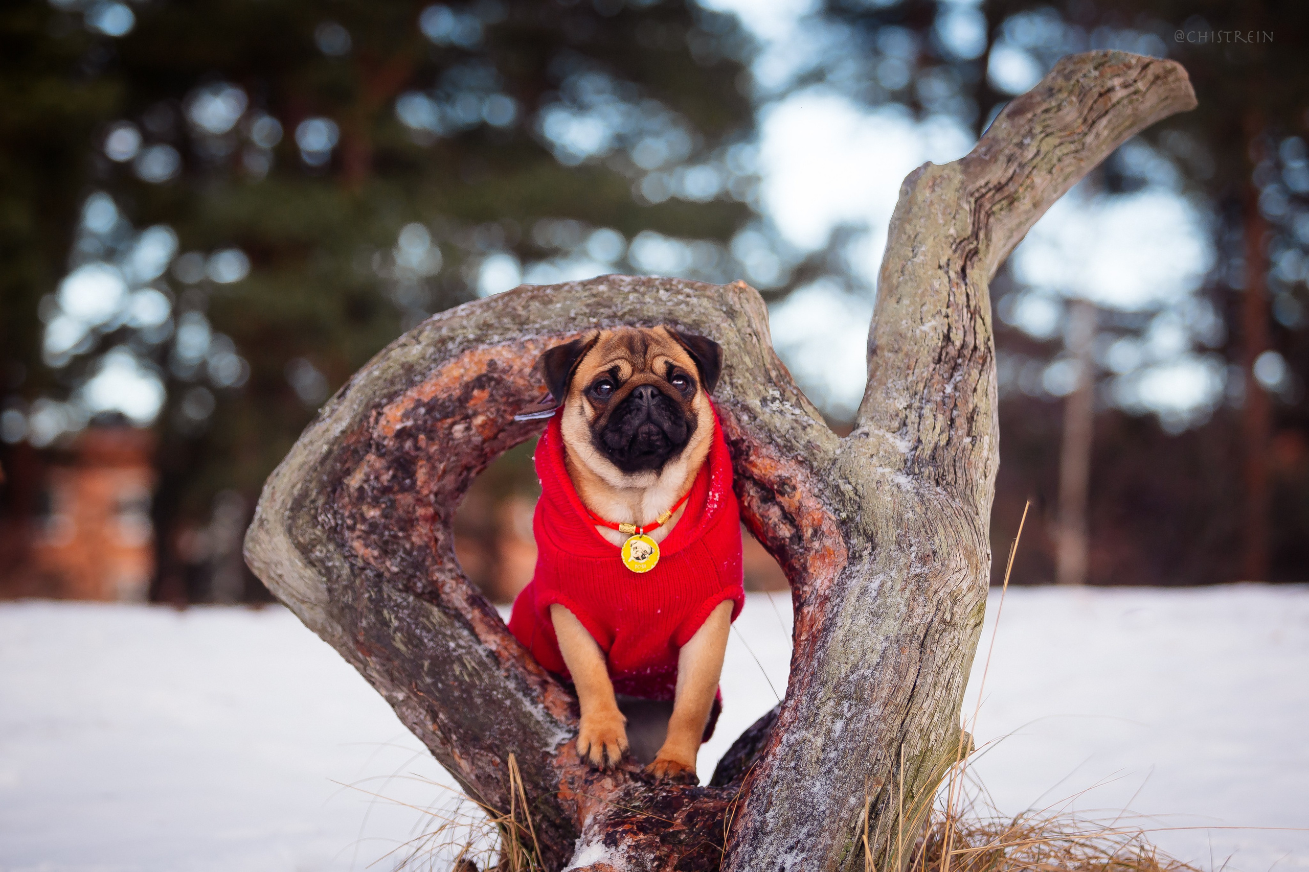 Новогоднее настроение. Роза. Фотограф-анималист Наталия Чистюхина в г. Сосновый Бор и ЛО