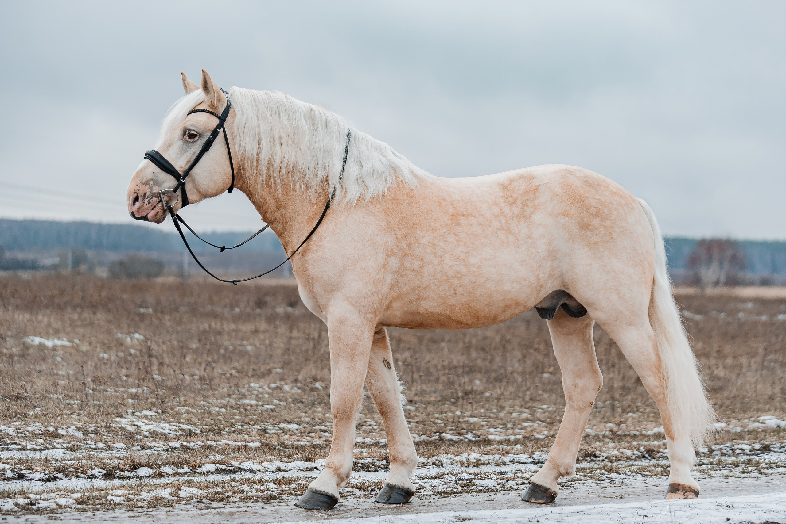 Equiestrian NES. Куракина Дарья • Конный фотограф