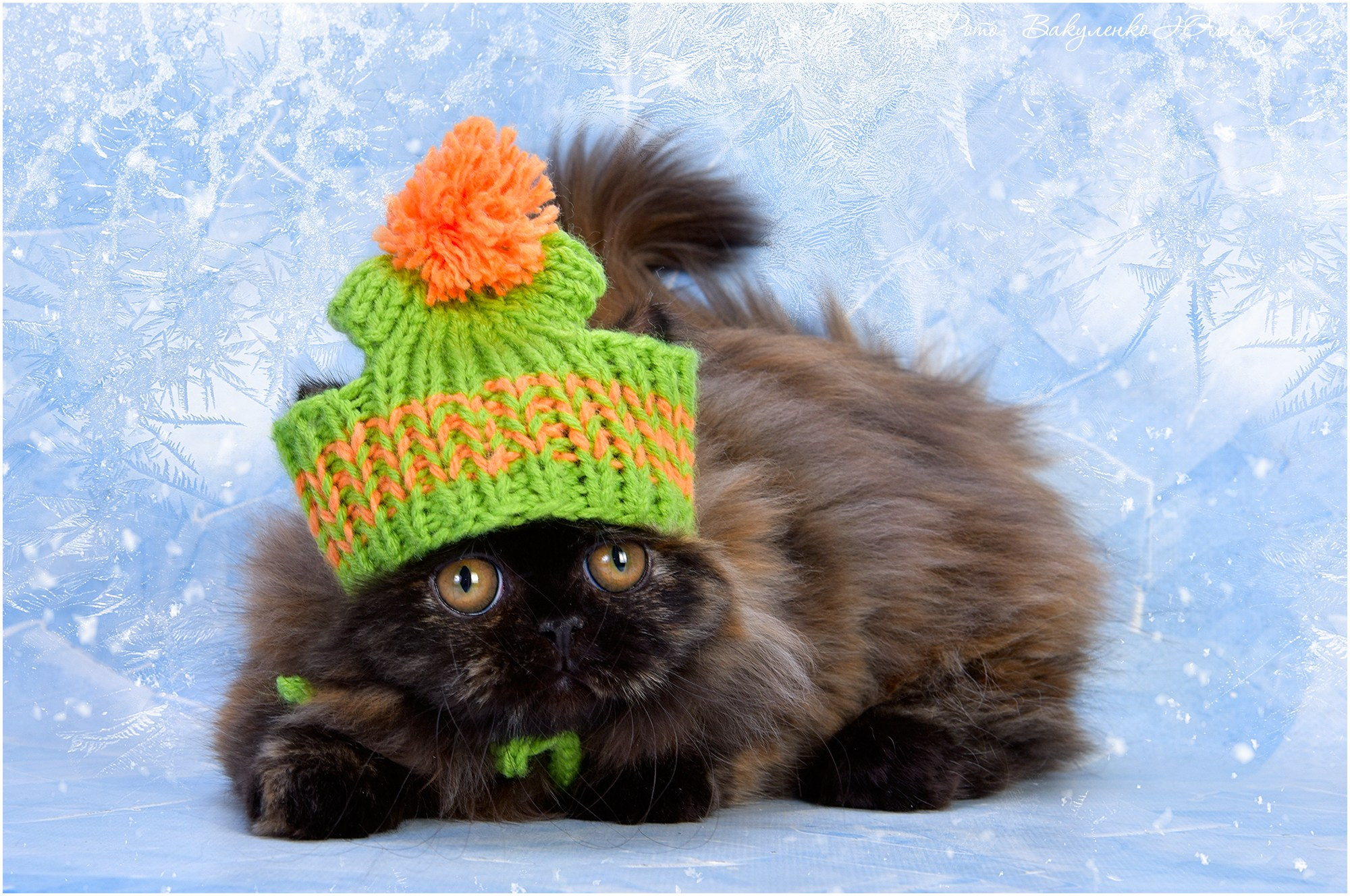 Котята. Фотограф анималист | семейный Юлия Вакуленко, г. Краснодар