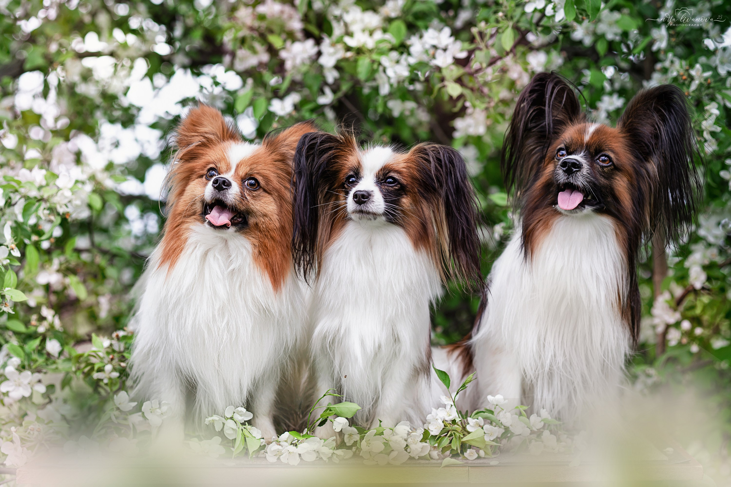 Яблони. Фотограф анималист Аня Ливанова | Рыбинск