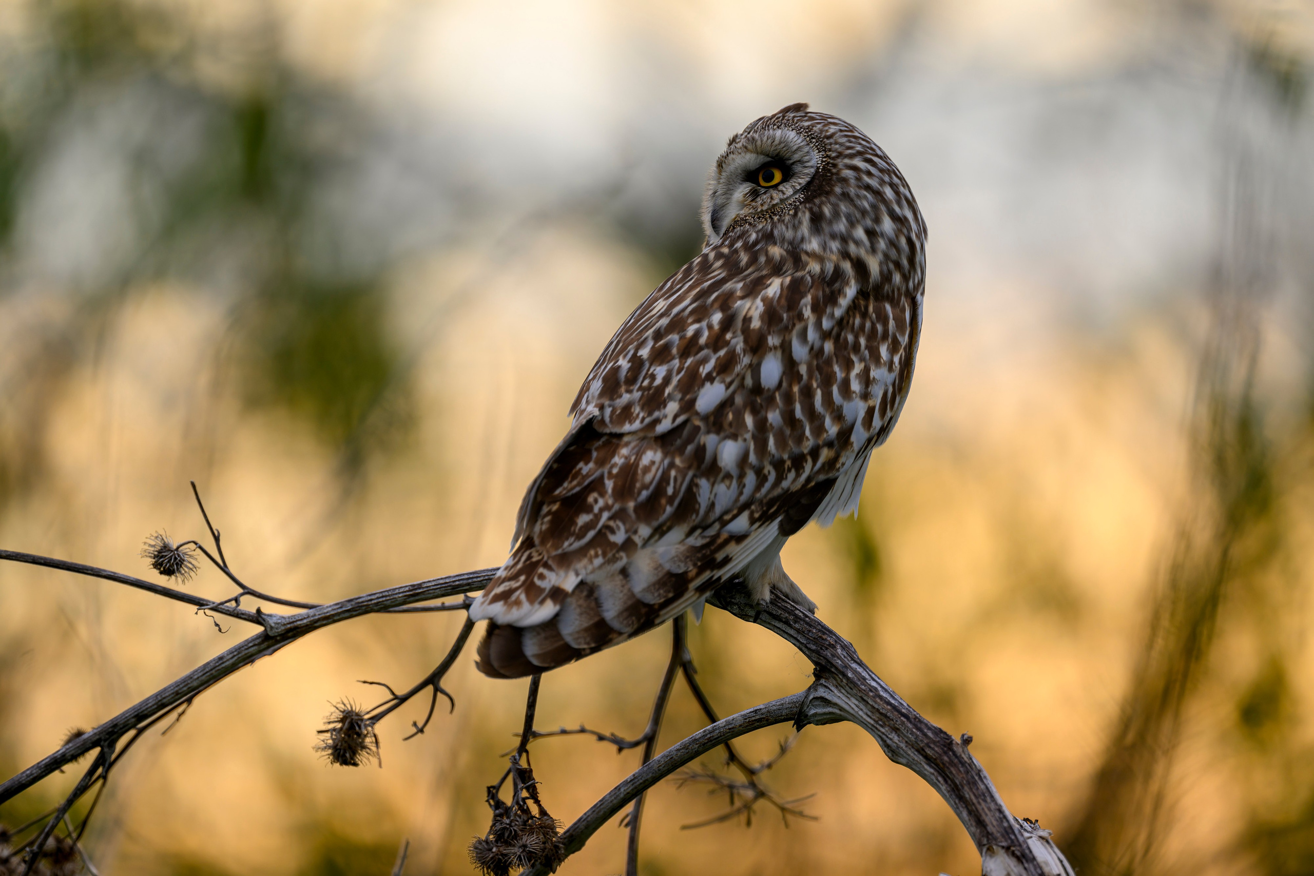 Болотные совы и лунь. Wildlife photography by Sergey Puponin