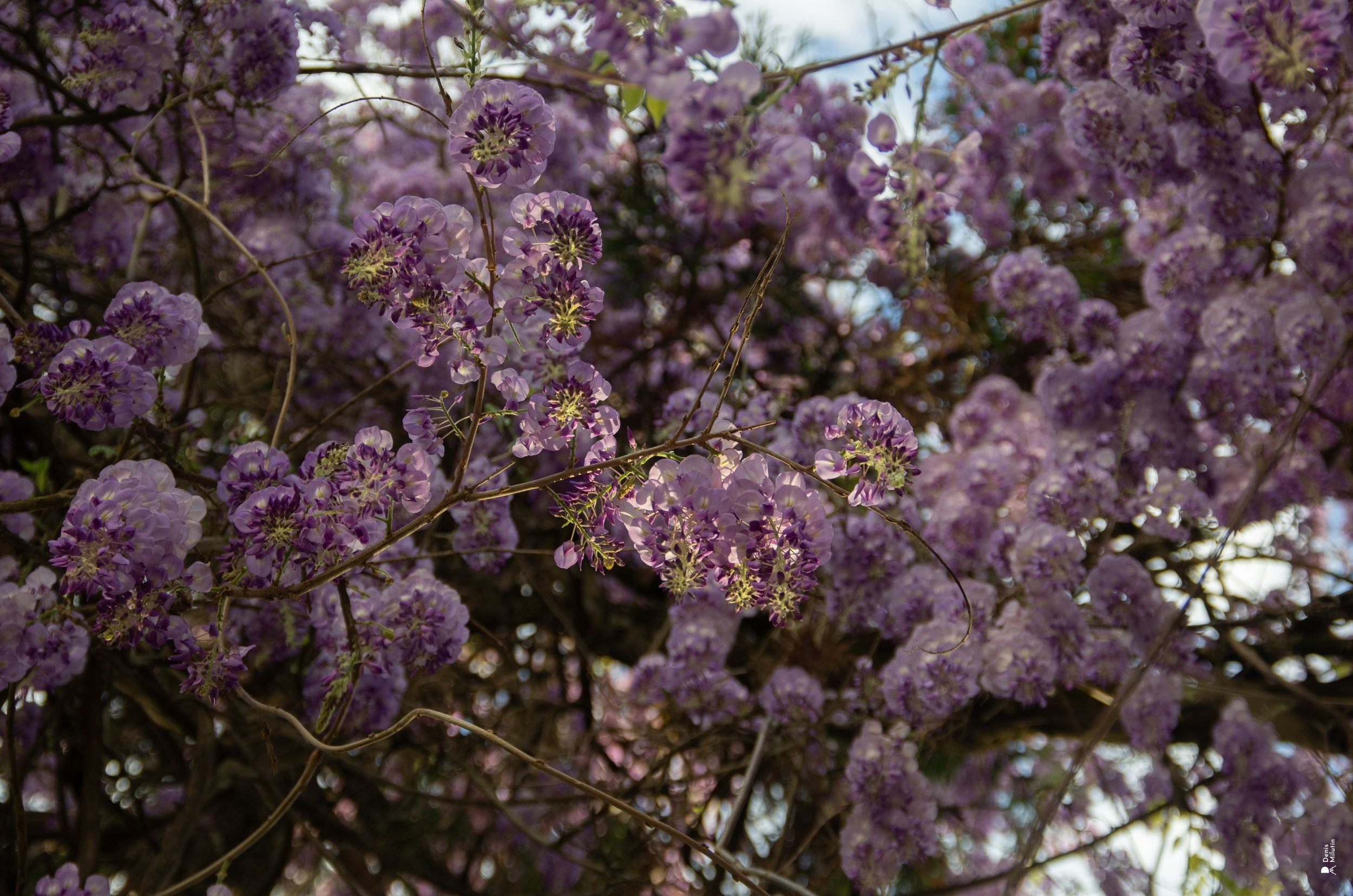 Глициния в Сенаки. Портретный фотограф Денис Милютин