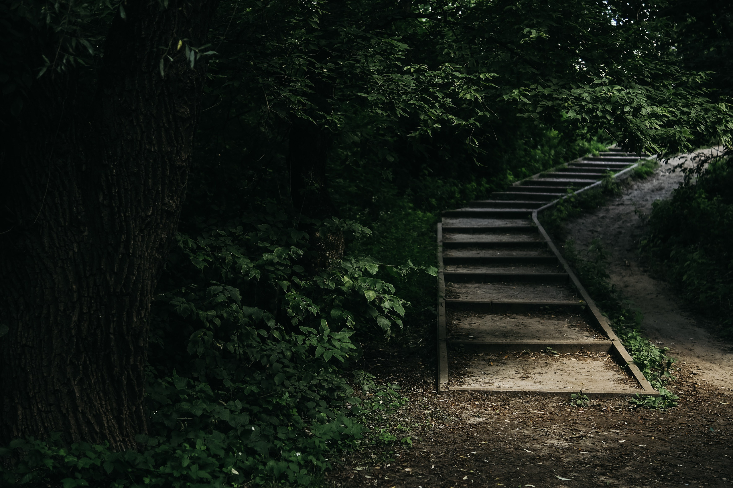 Роща на Мининской улице. Фотограф Павлова Светлана / Брянск /
