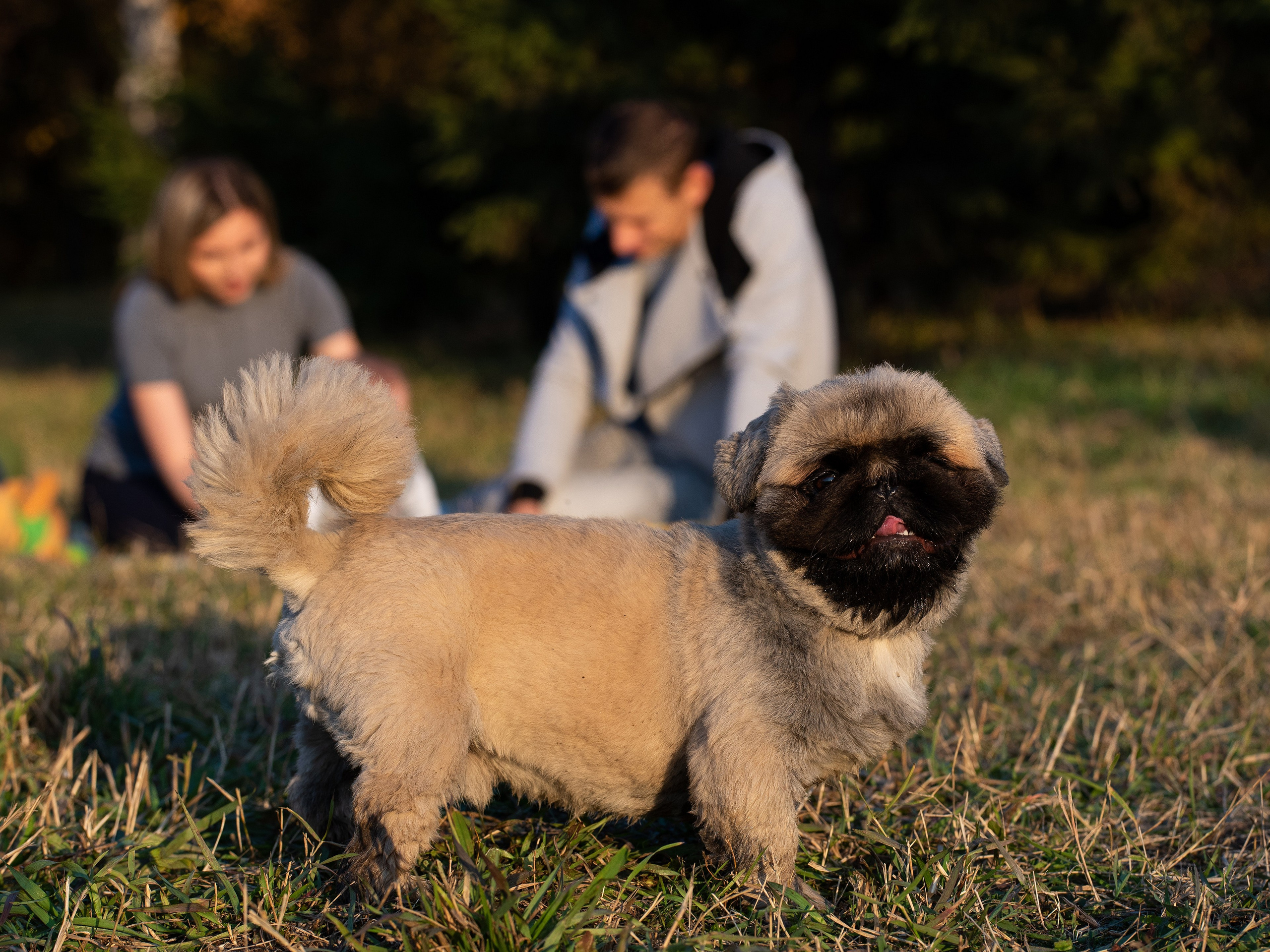 Собаки тоже любят фотографироваться.