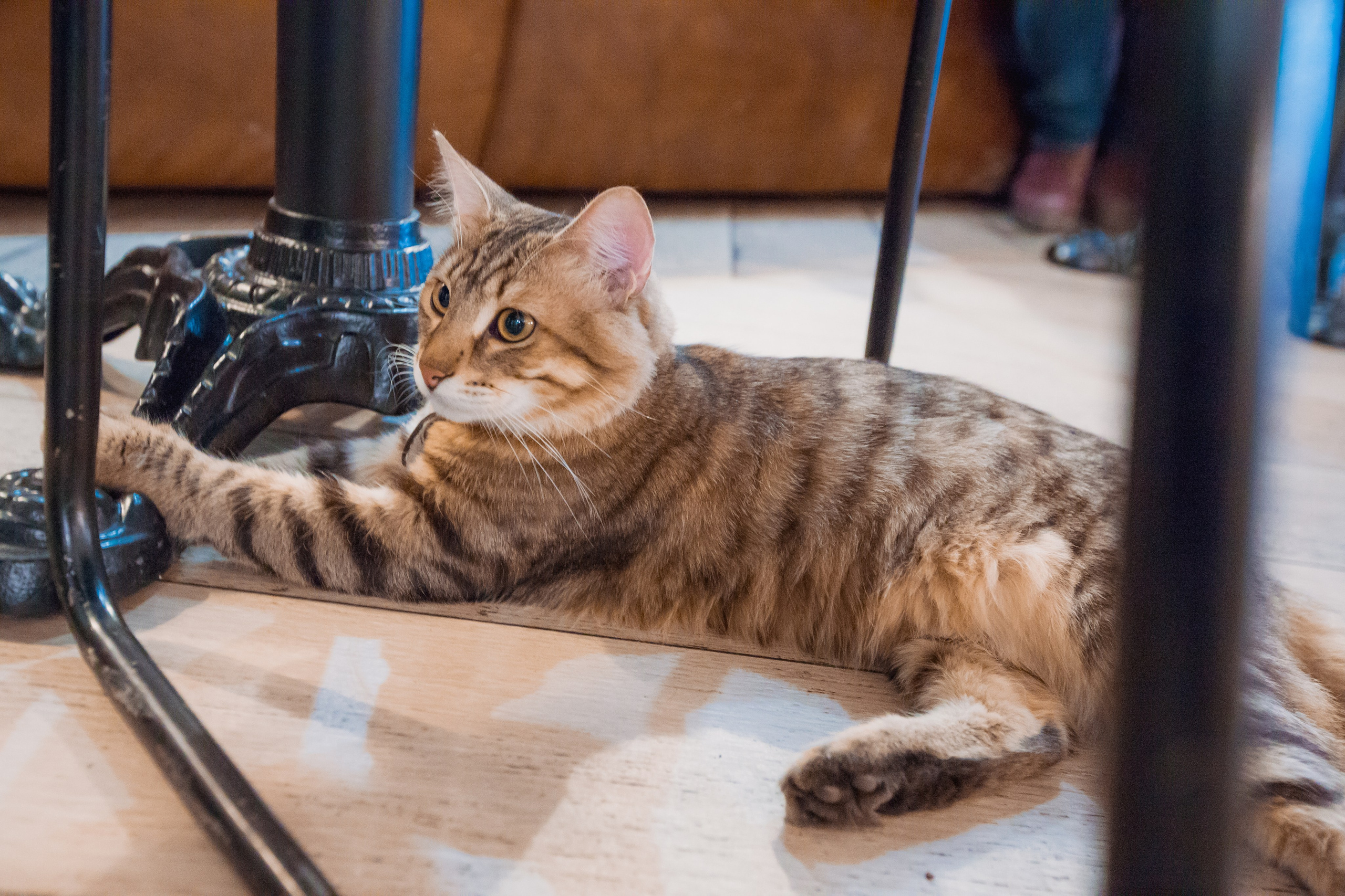 Coffe Cake На куйбышева. Фотограф в Самаре Максим Тырин