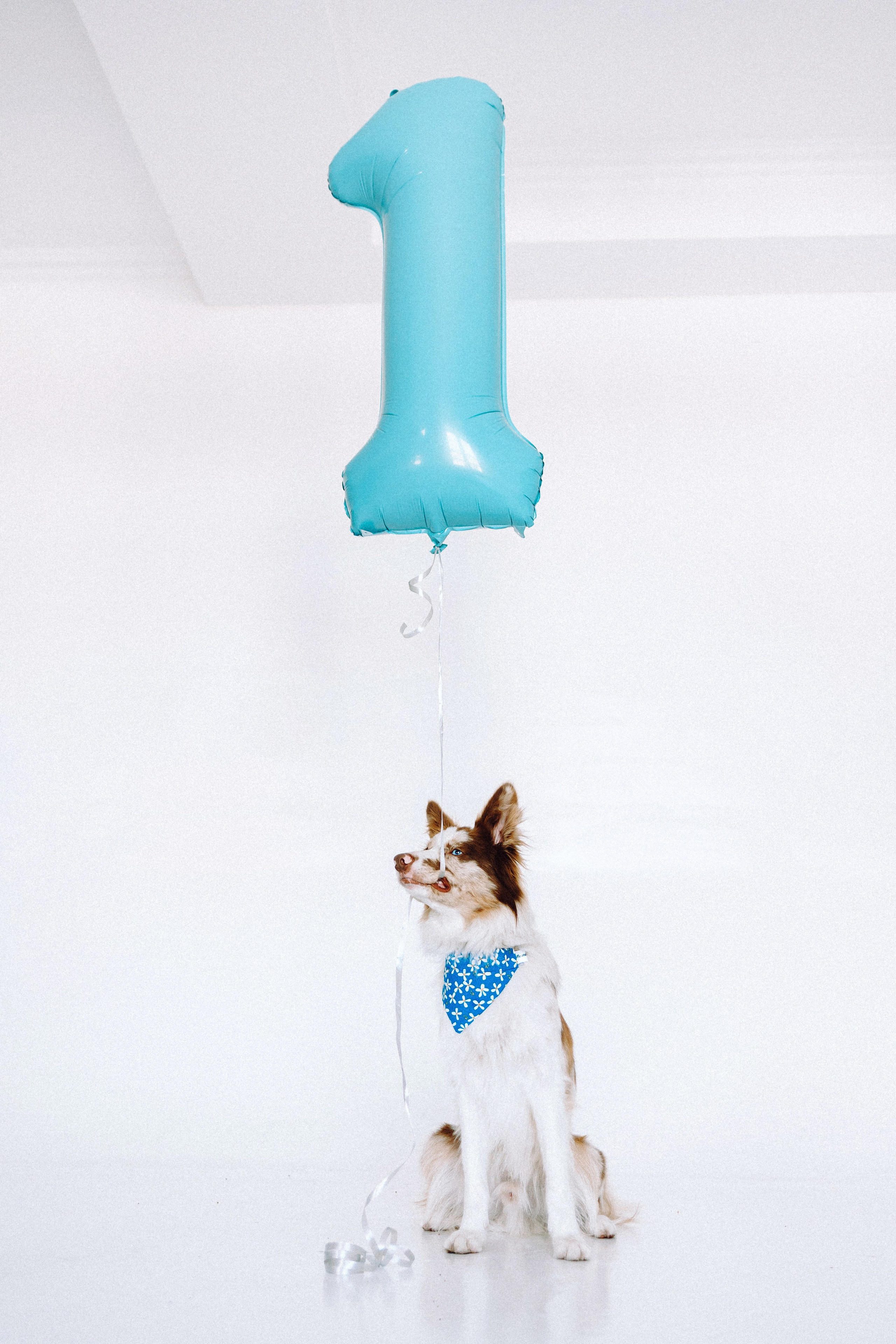 День рождения Айко