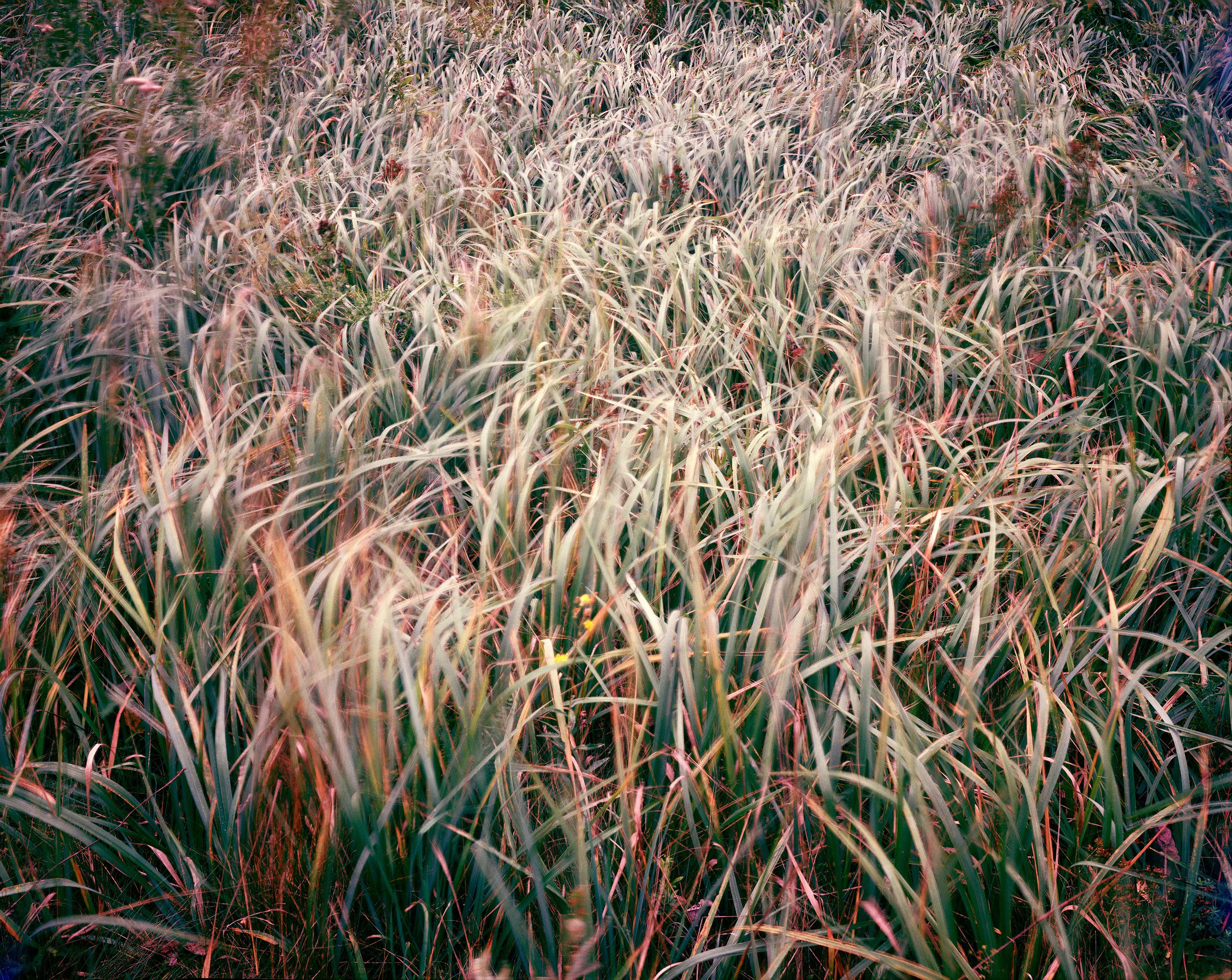 Landscape. Valerii Konkov