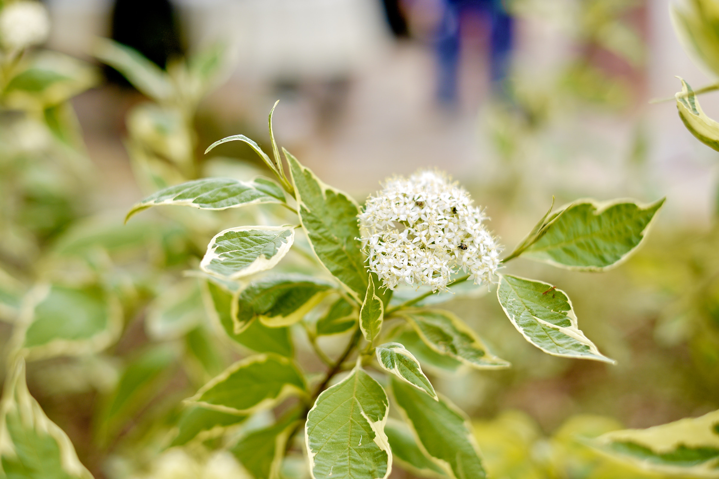 Юбилей. банкет в ресторане Крюшон. Профессиональный фотограф в Екатеринбурге Юра Сахар