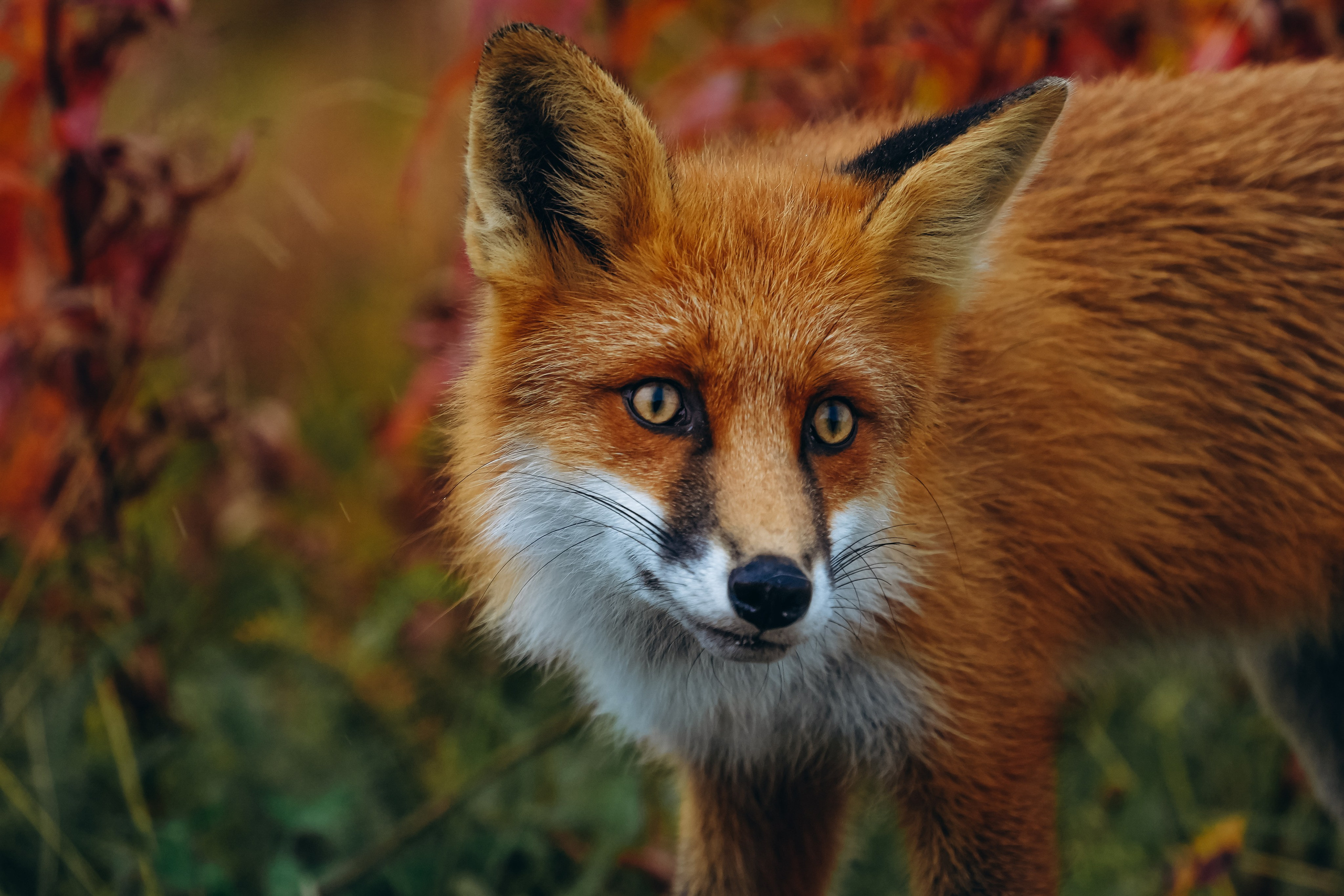 СЕВЕР. Event фотограф Степанова Александра