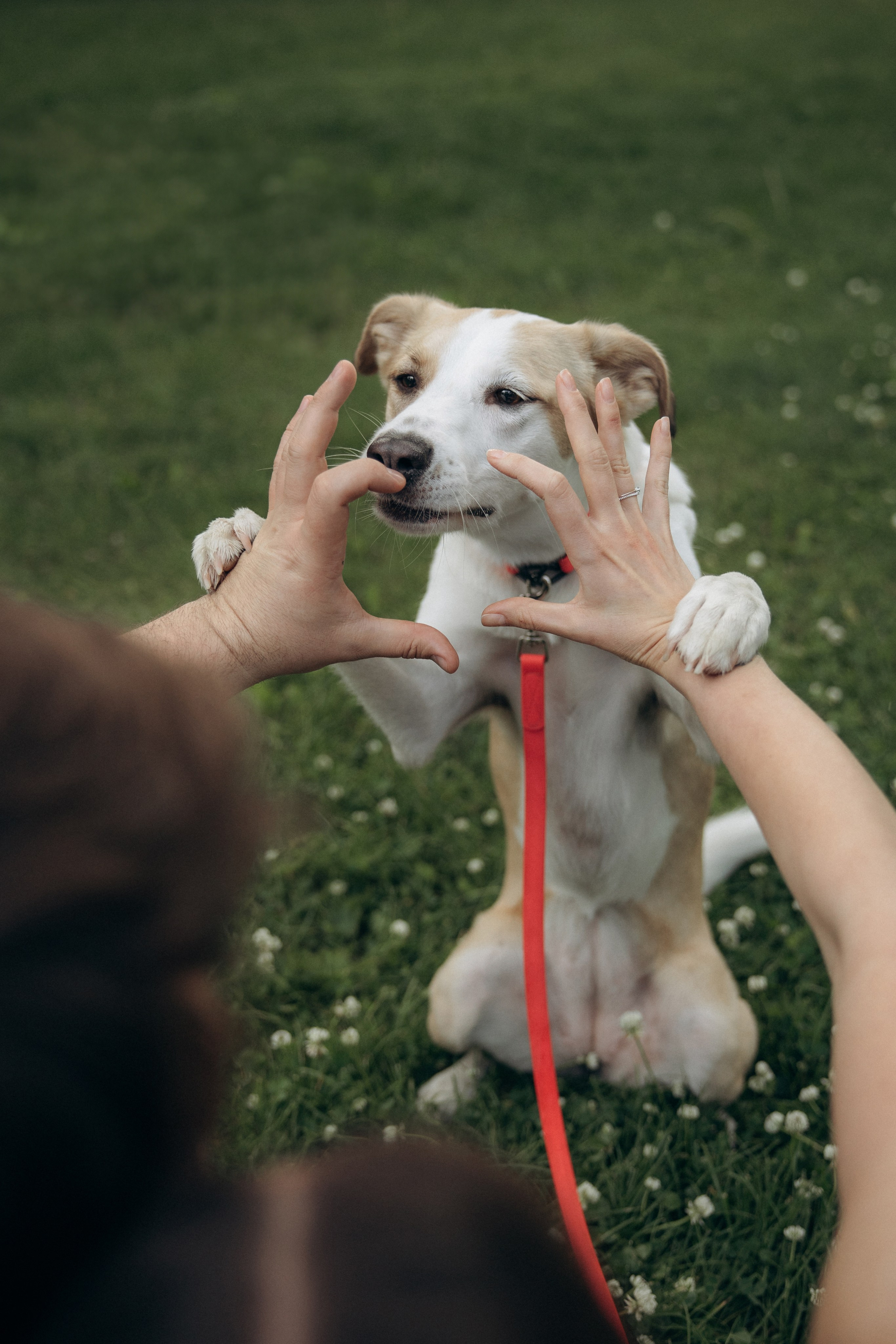 Парк Коломенское. Михаил, Анастасия и Ума. Фотограф анималист в Казани Алина Сулейманова. Фотограф животных