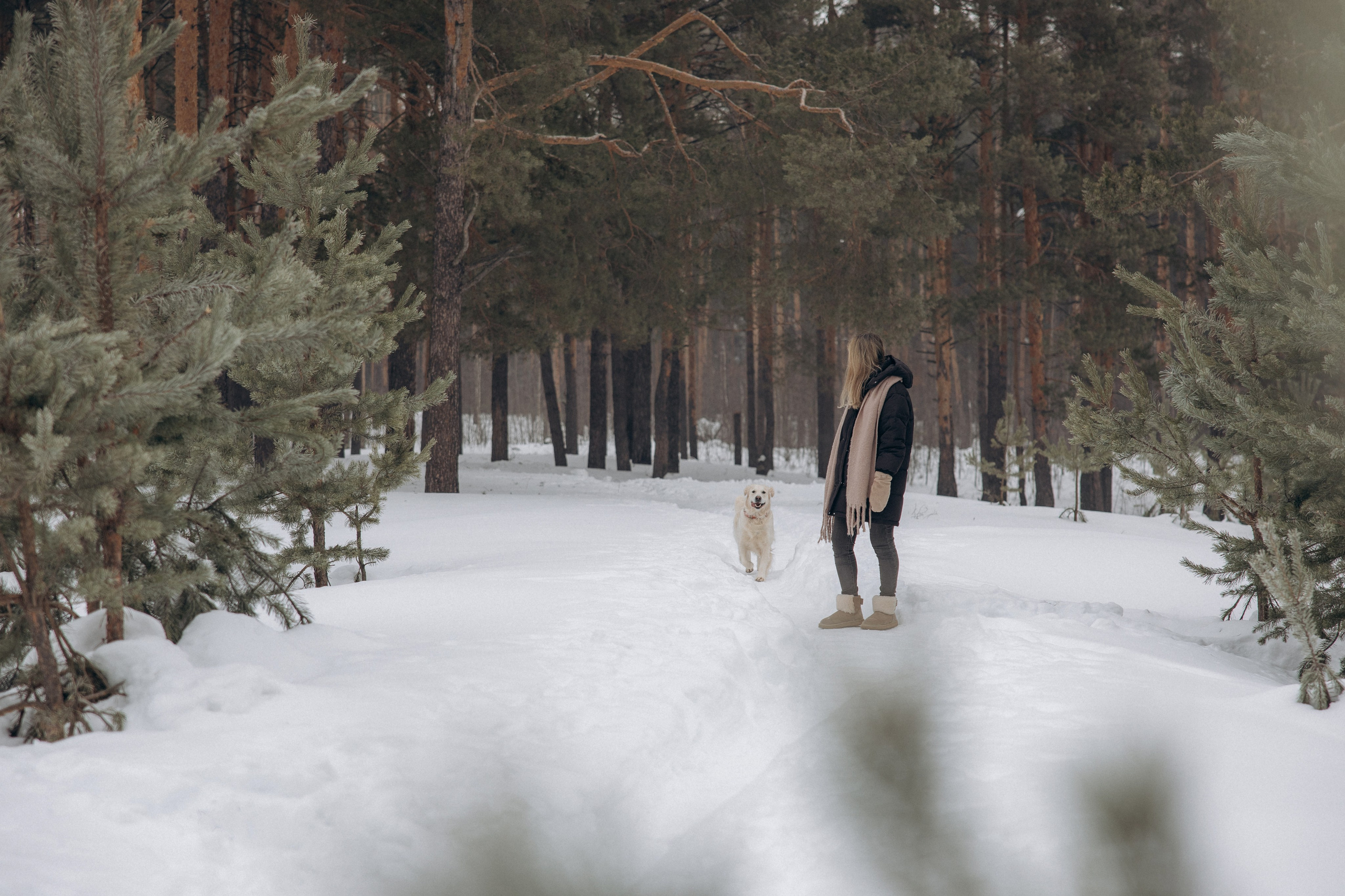 Зима. Лес. Татьяна и Делла. Фотограф анималист в Казани Алина Сулейманова. Фотограф животных