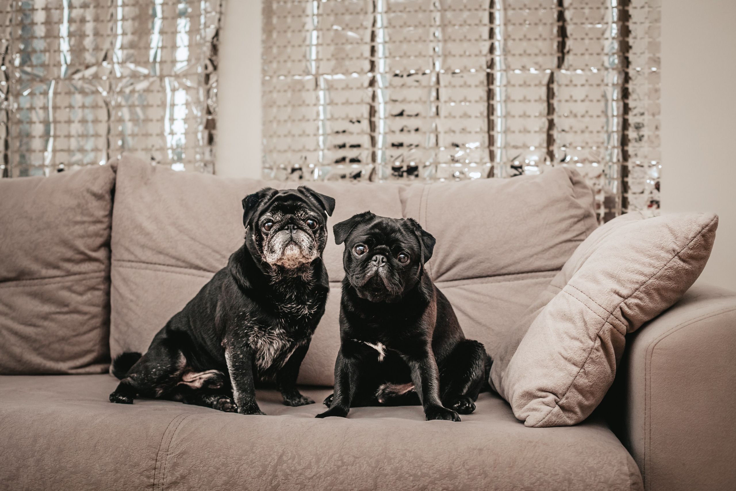 Фотограф-анималист Татьяна Степанова