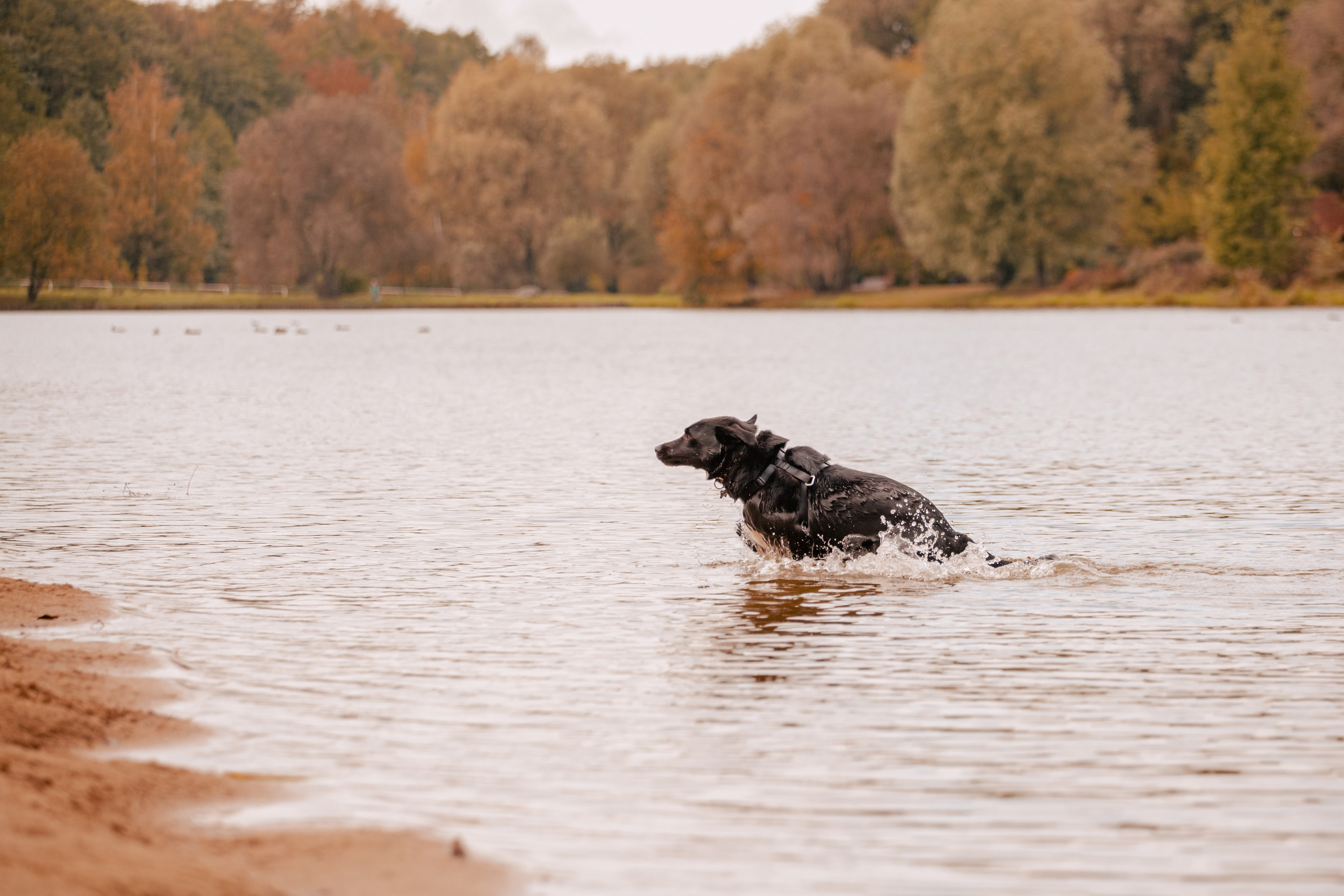 Юля и Фортуна. Фотограф-анималист Татьяна Степанова