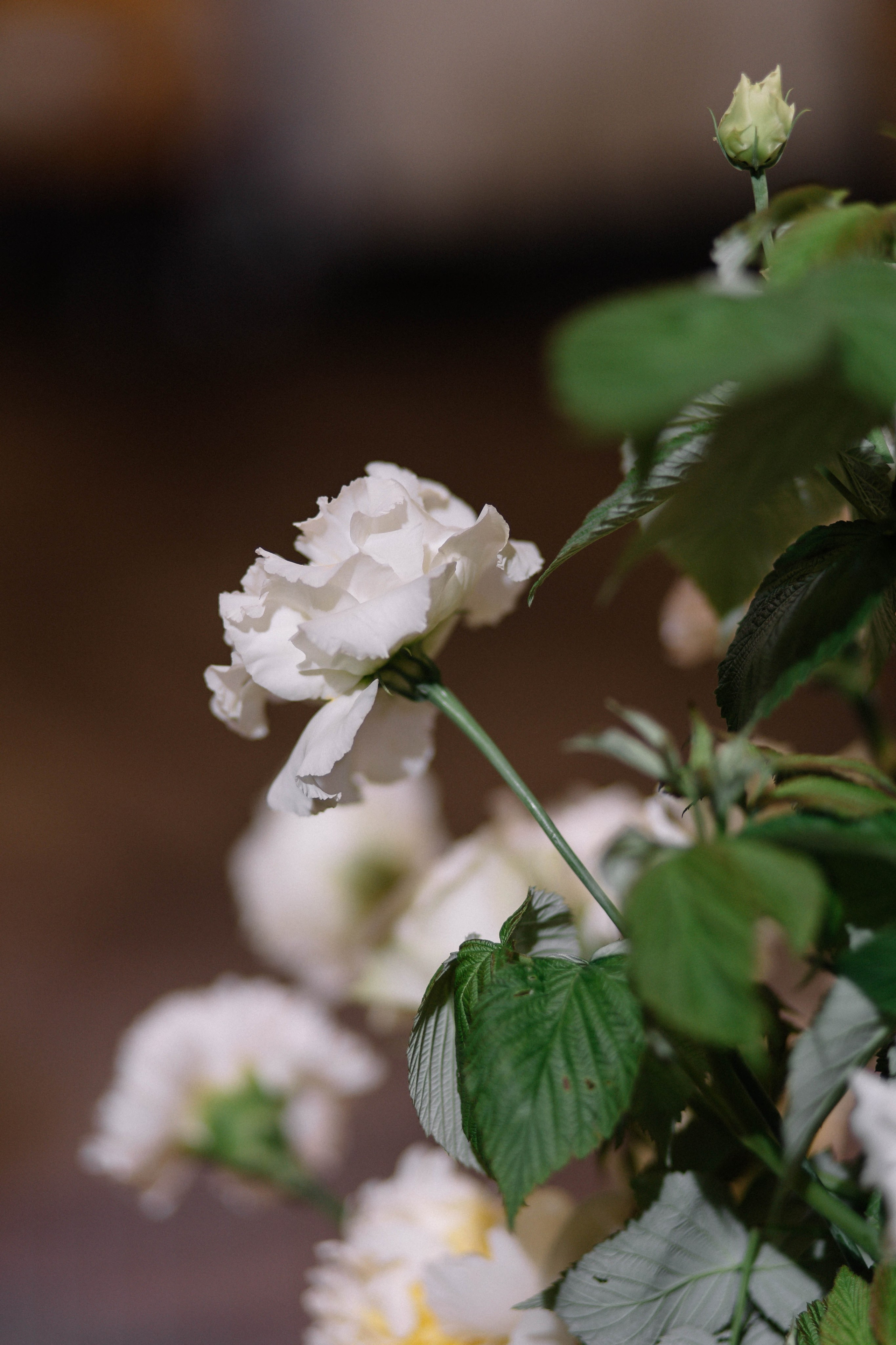 J & S. Свадебный фотограф Алина Хабарова