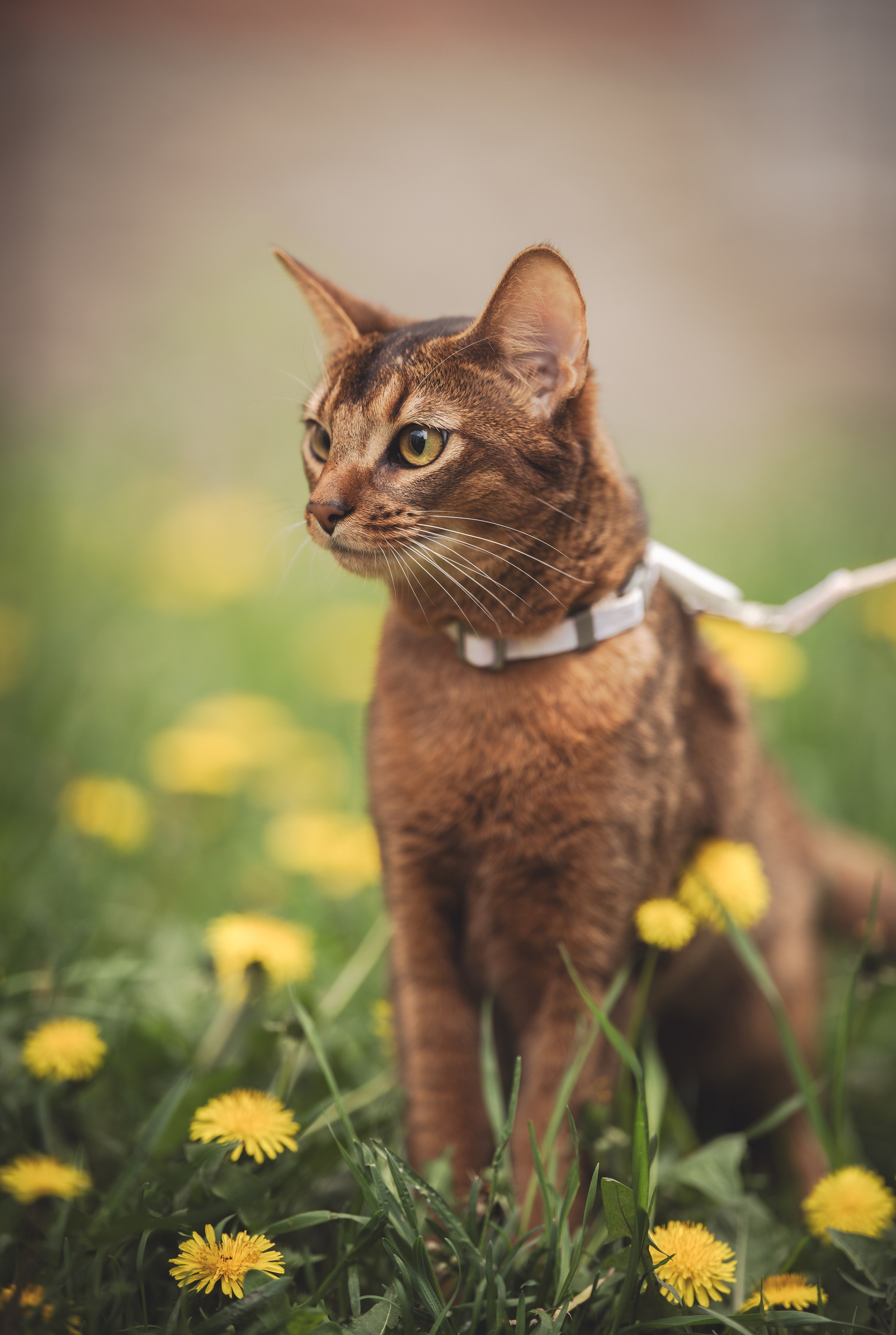 Кошка. Фотограф Кирилл