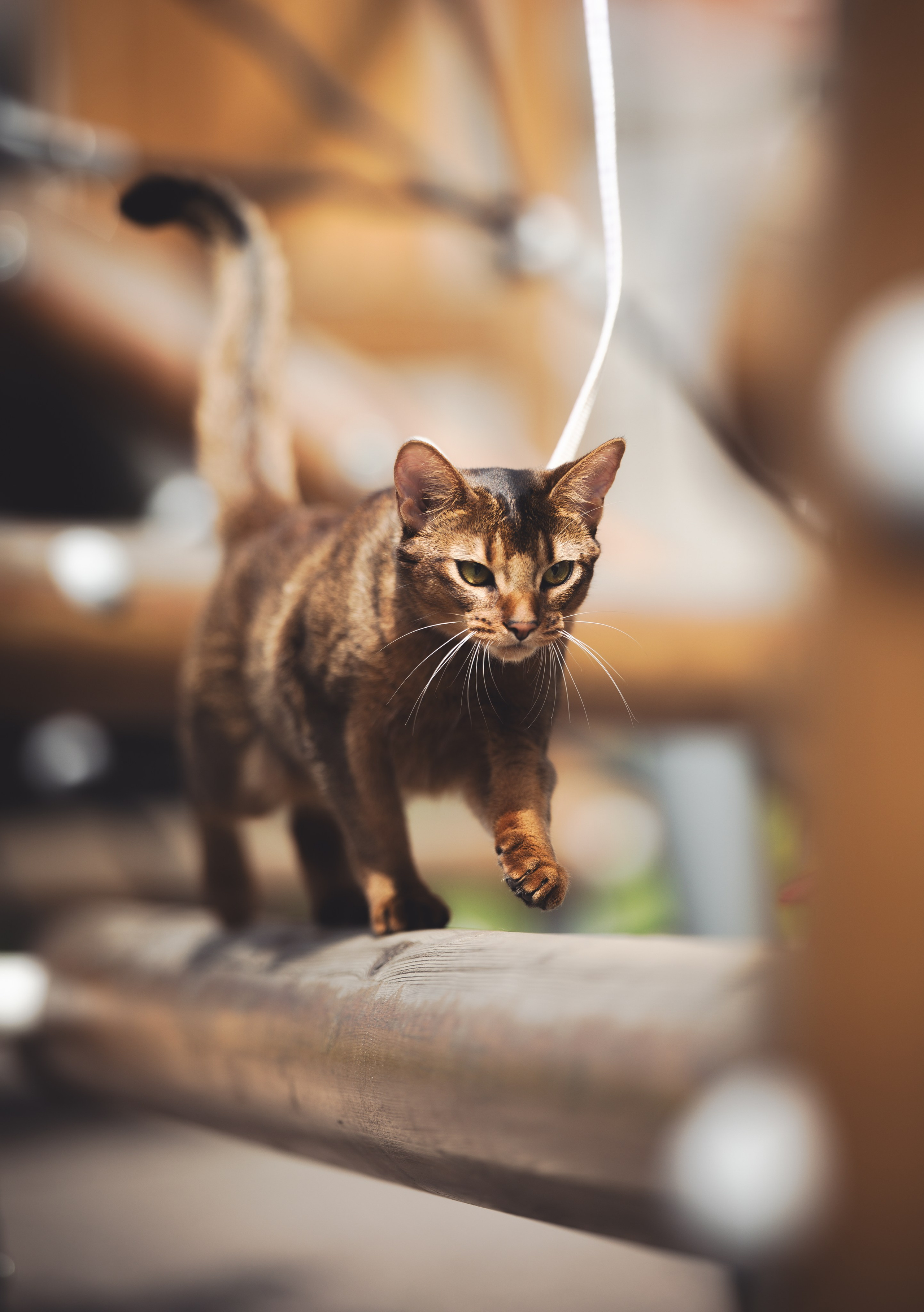 Кошка. Фотограф Кирилл