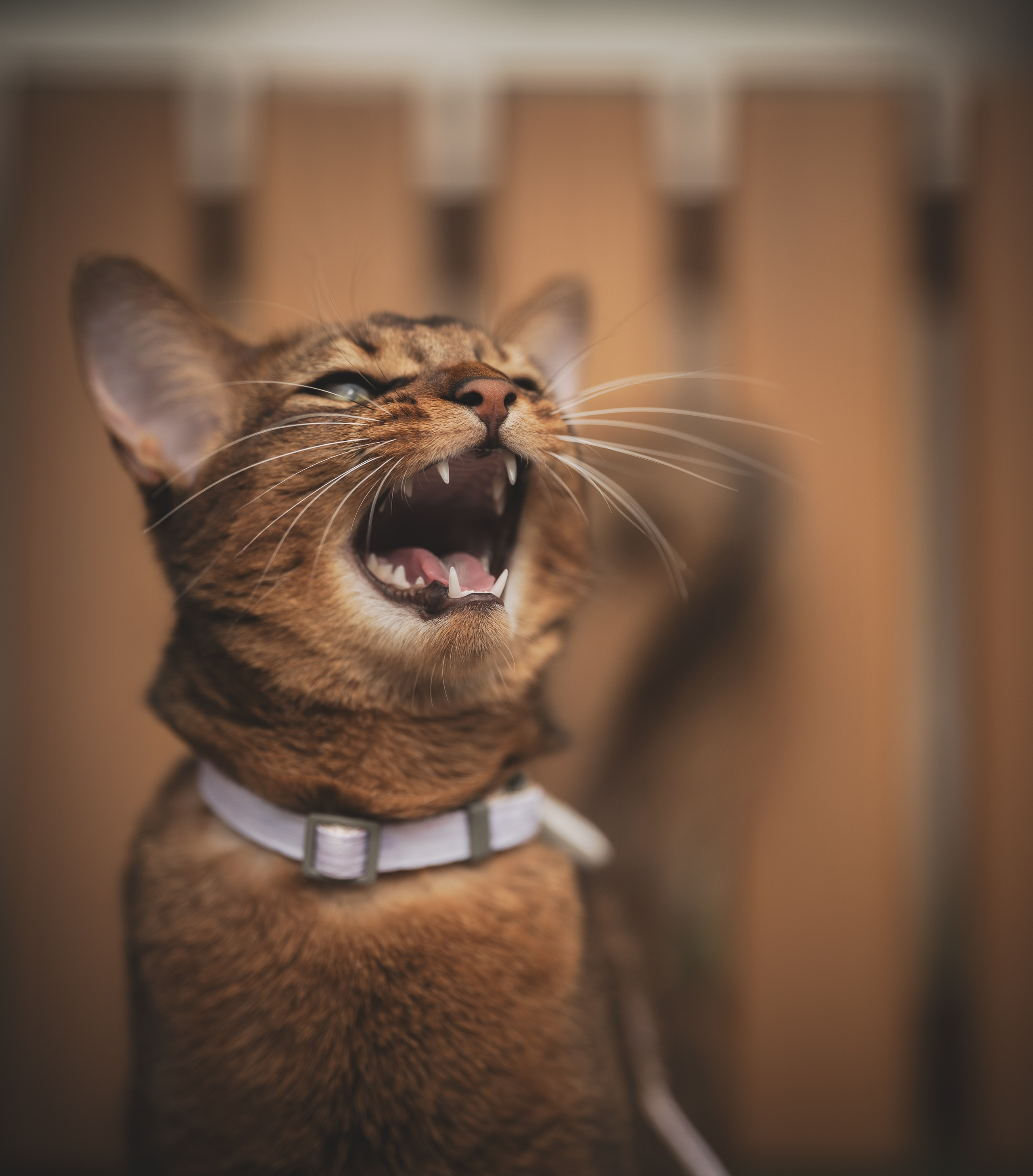 Кошка. Фотограф Кирилл