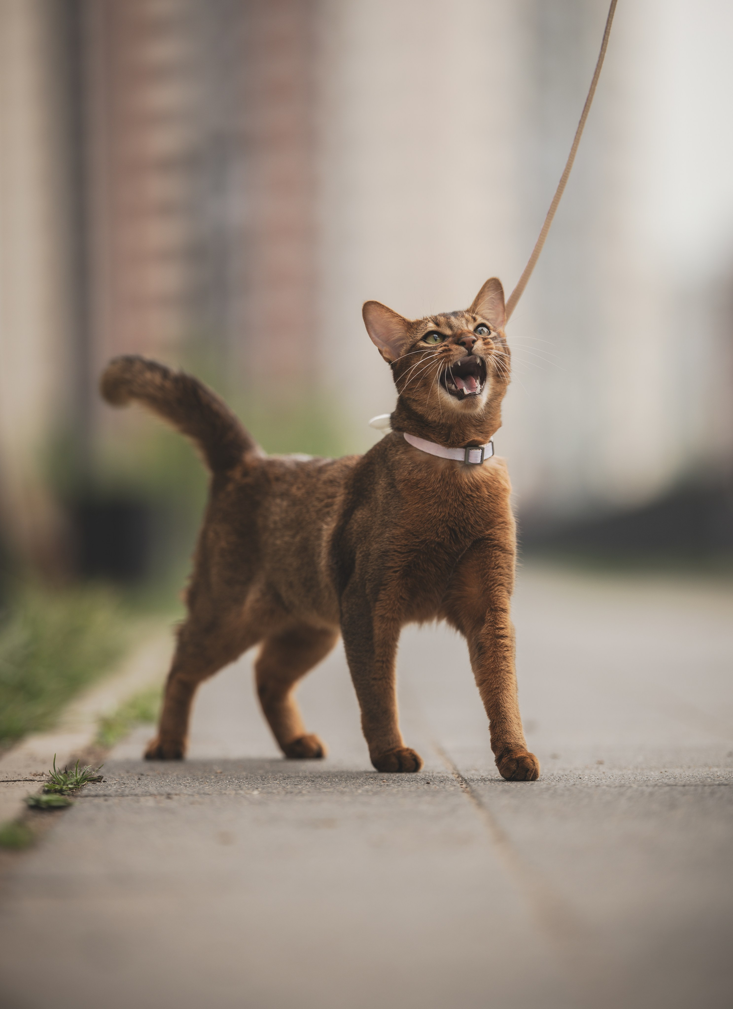 Кошка. Фотограф Кирилл