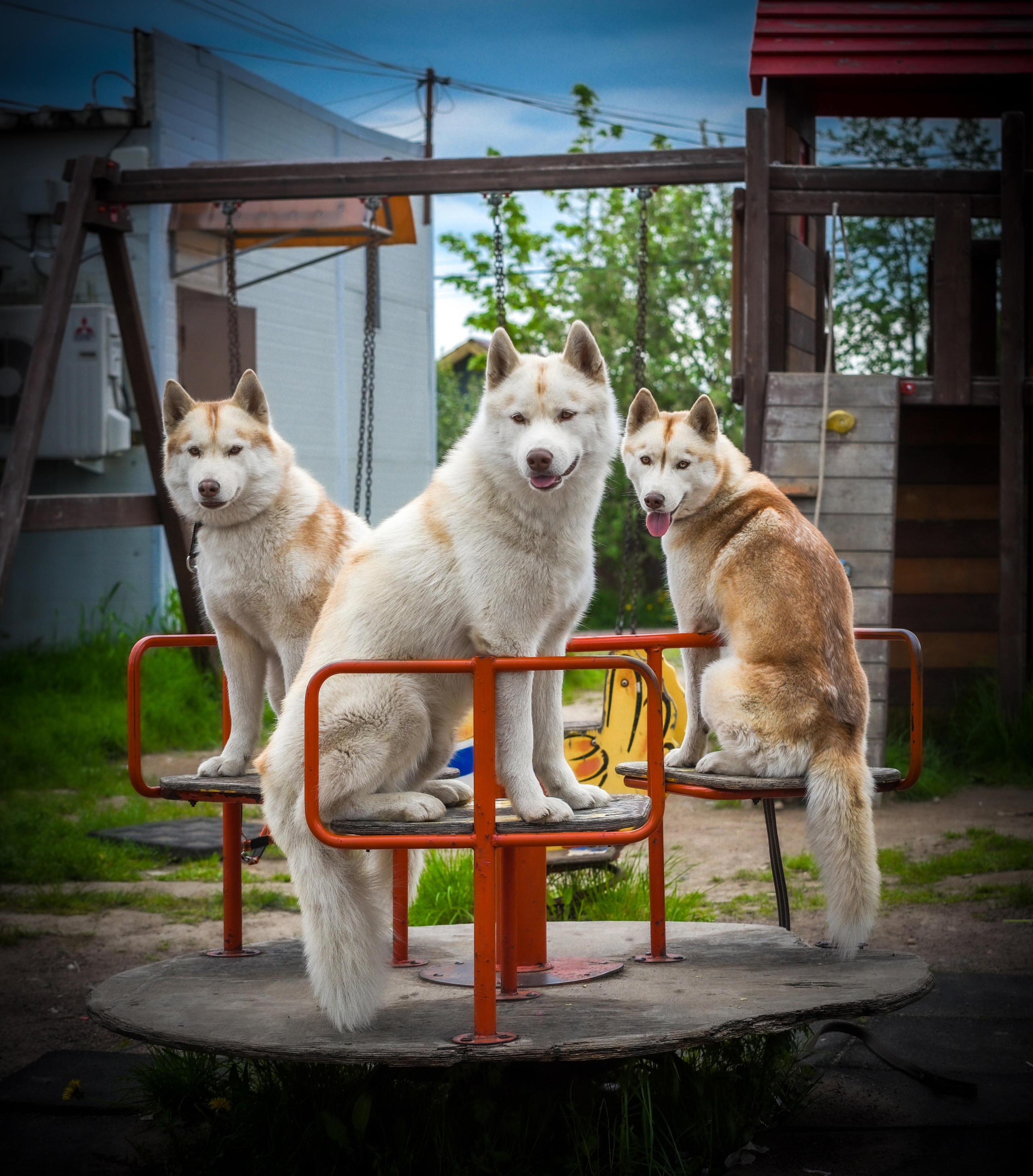 Хаски. Фотограф Кирилл