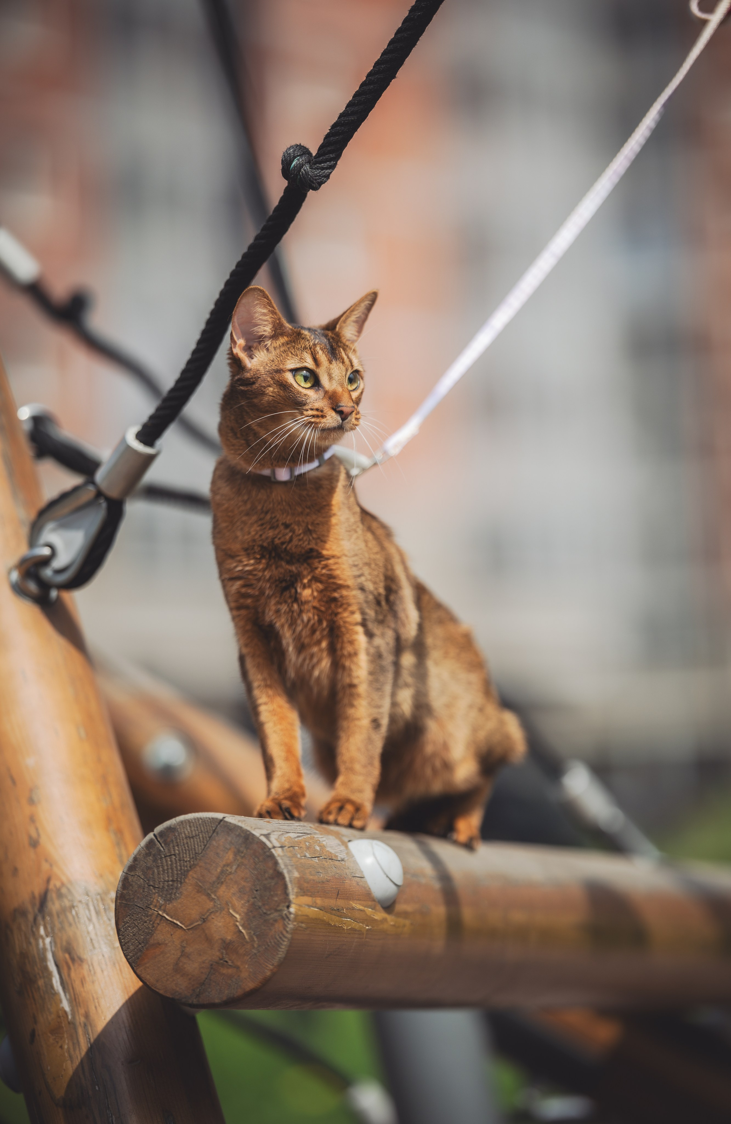 Кошка. Фотограф Кирилл