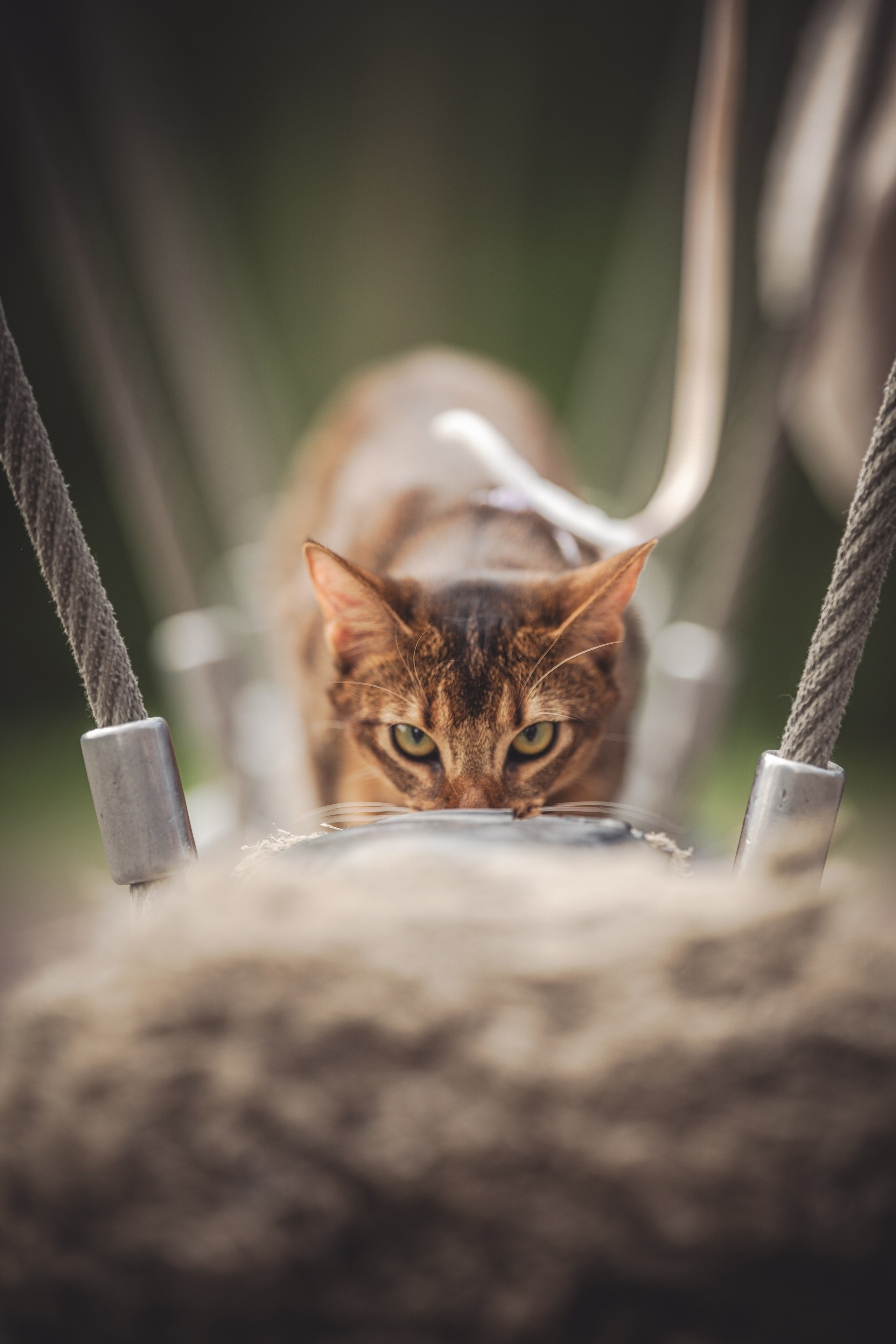 Кошка. Фотограф Кирилл