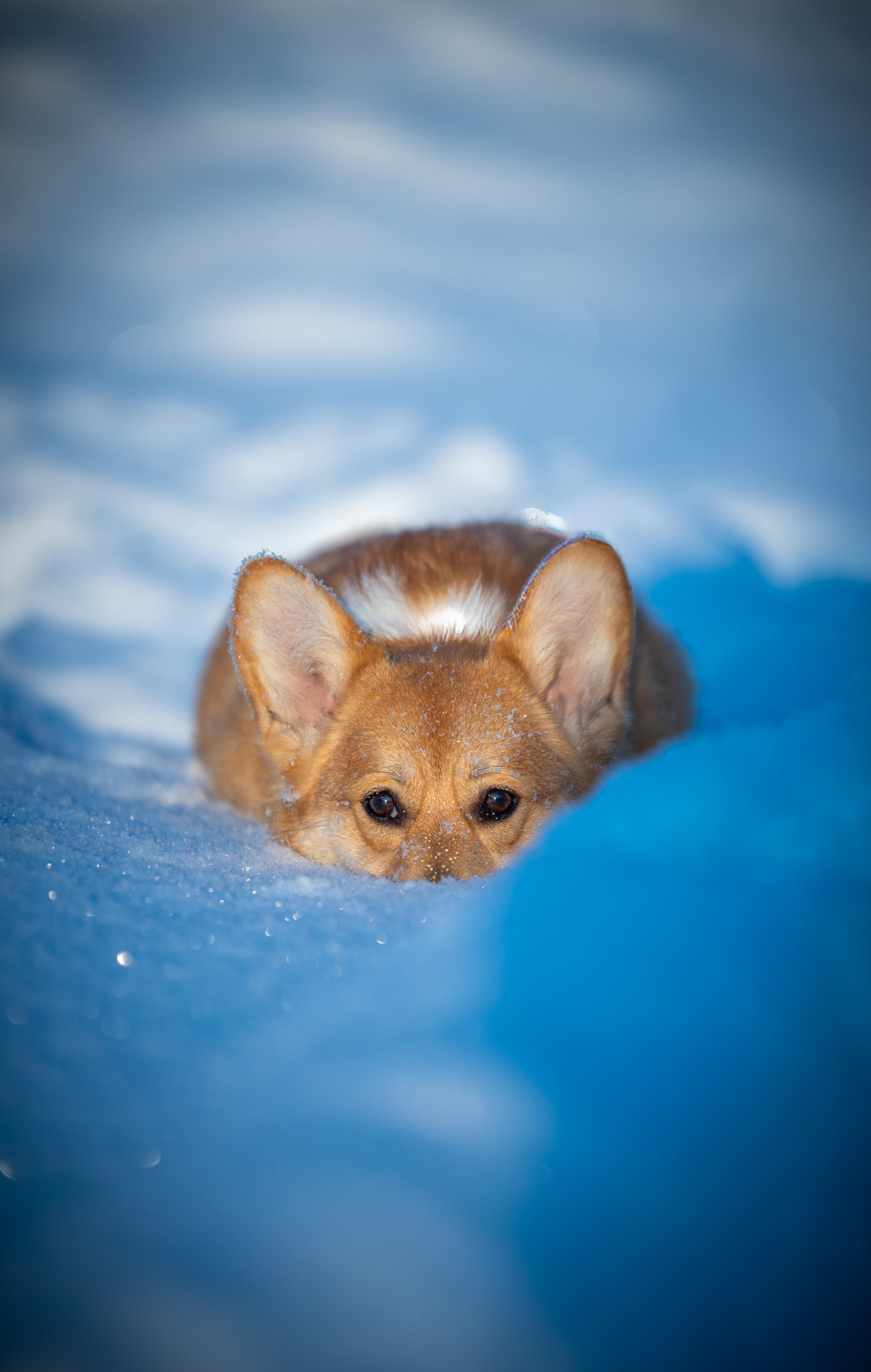 Корги. Фотограф Кирилл