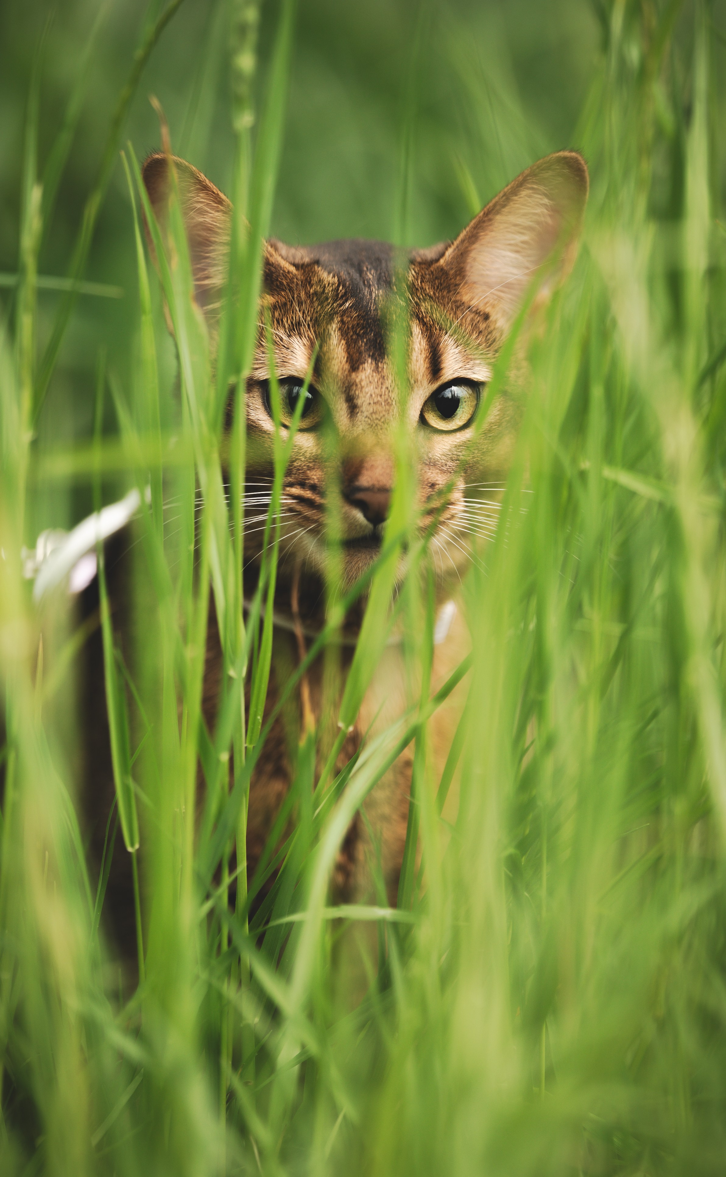 Кошка. Фотограф Кирилл