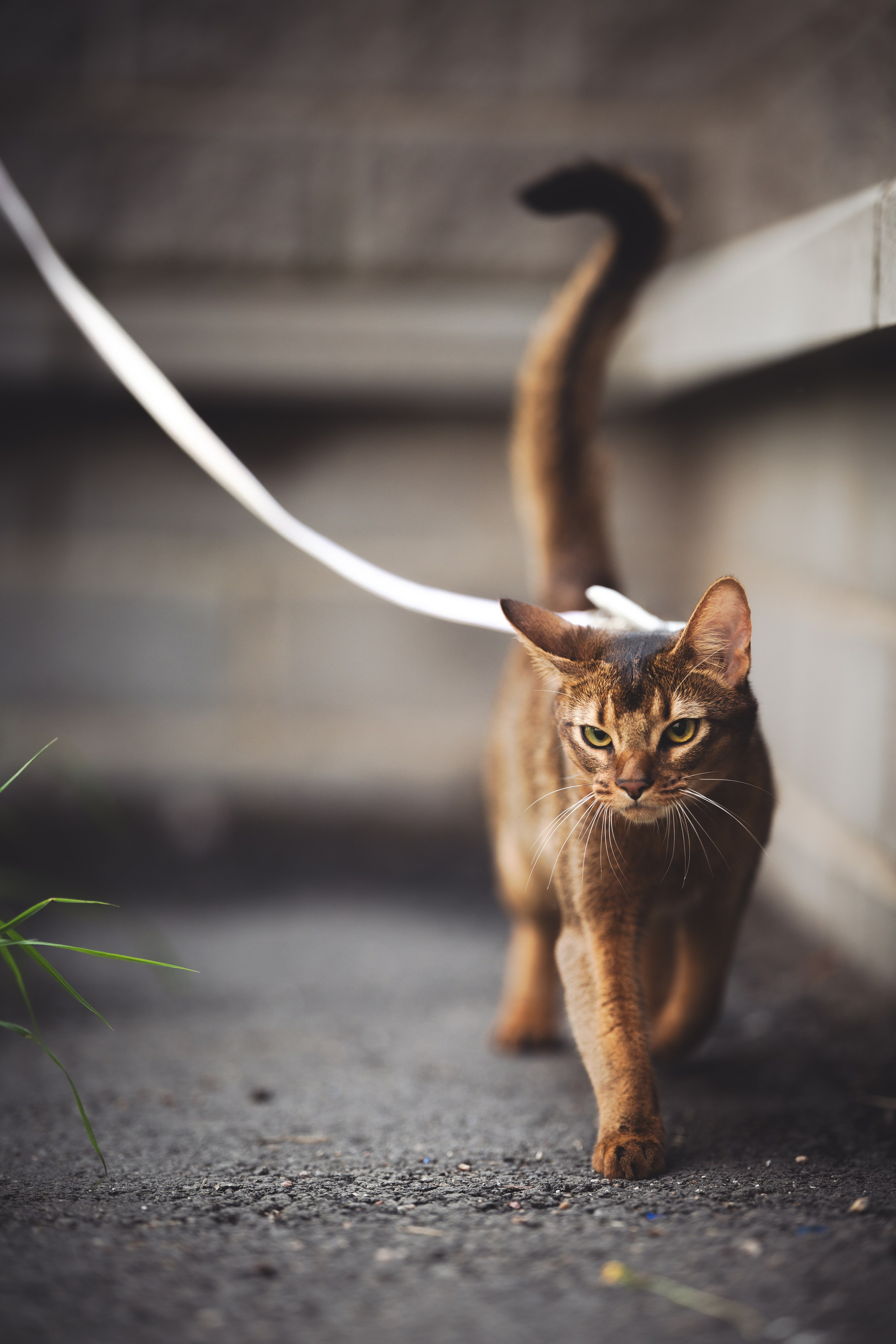 Кошка. Фотограф Кирилл