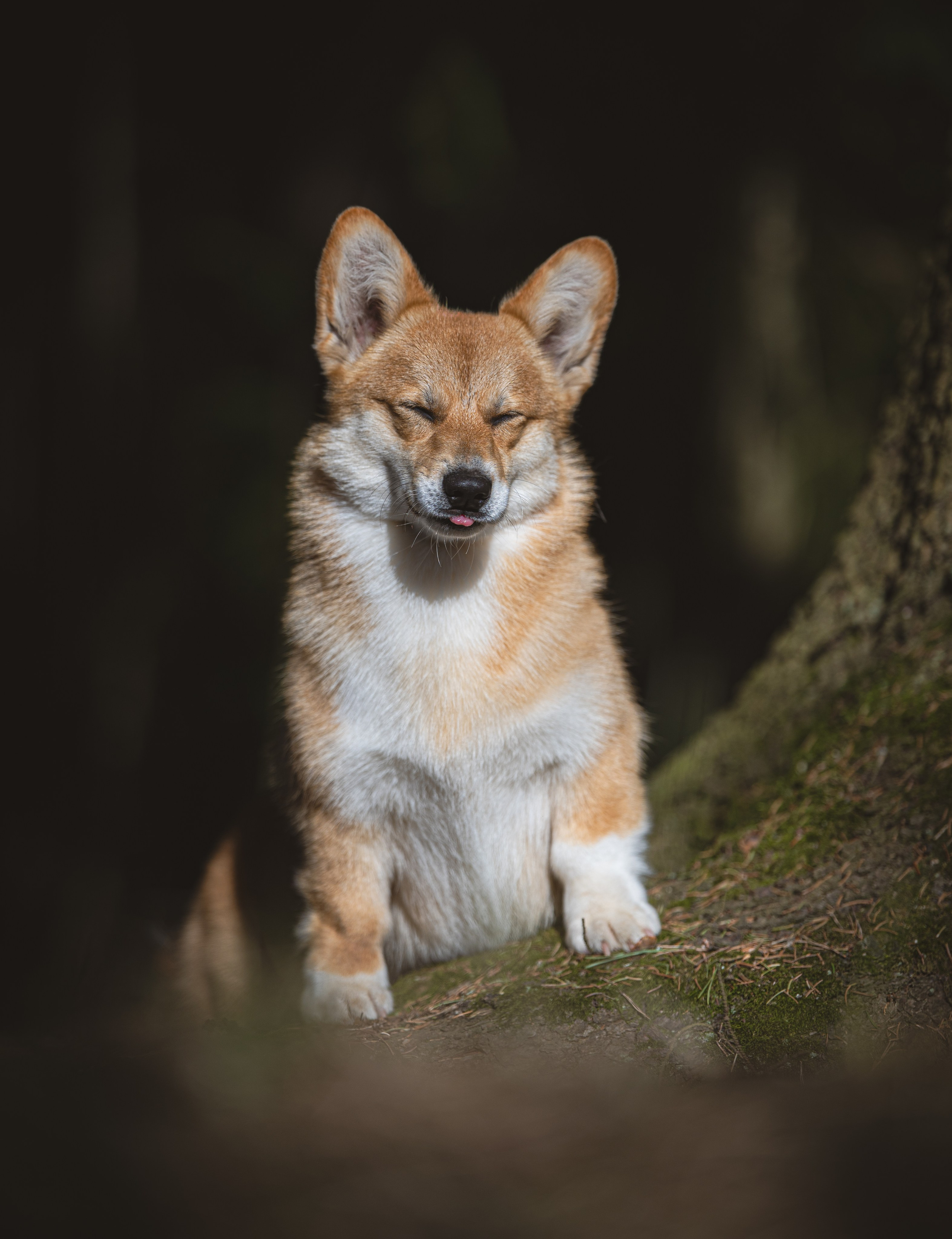 Корги. Фотограф Кирилл