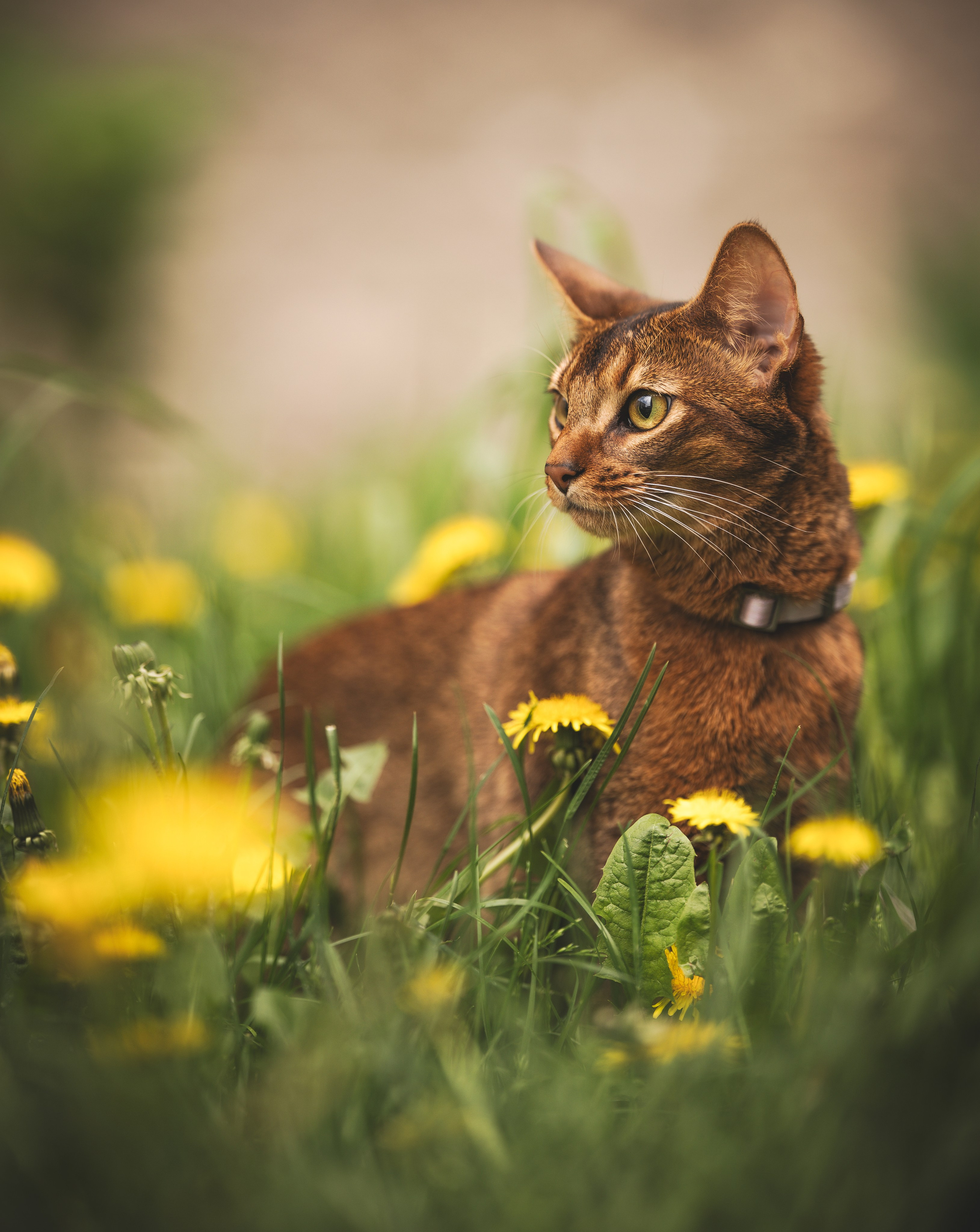 Кошка. Фотограф Кирилл
