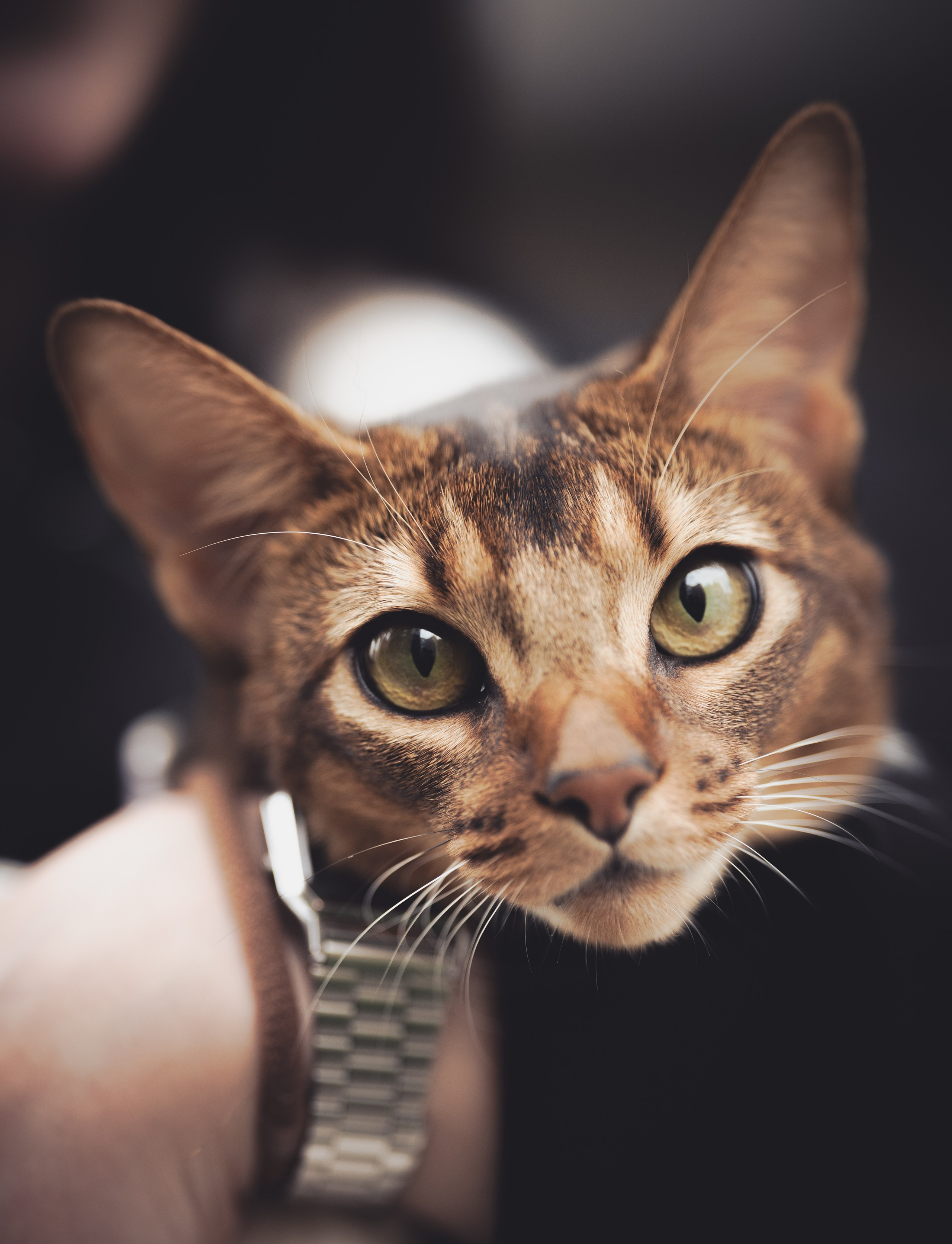 Кошка. Фотограф Кирилл