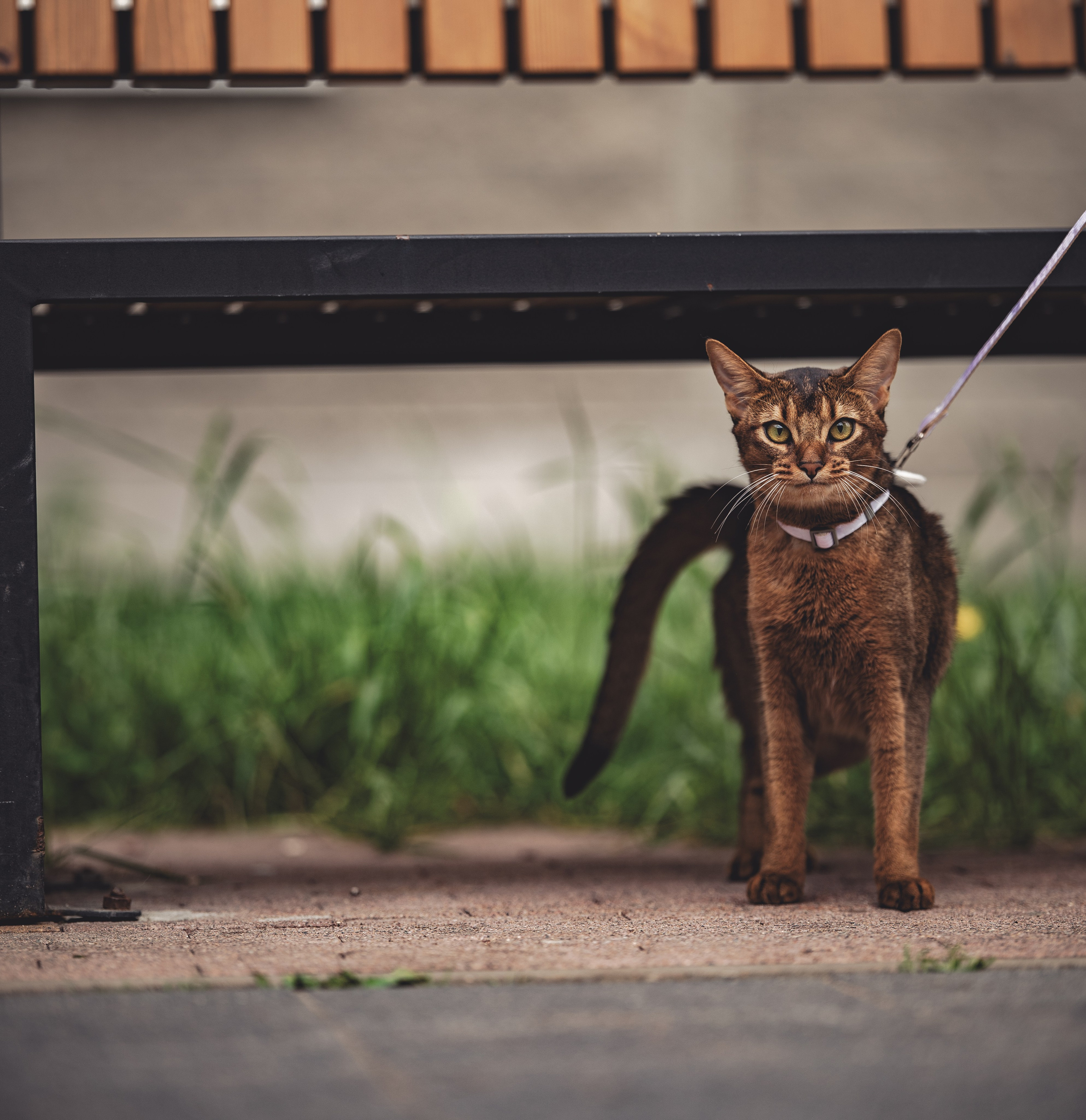 Кошка. Фотограф Кирилл