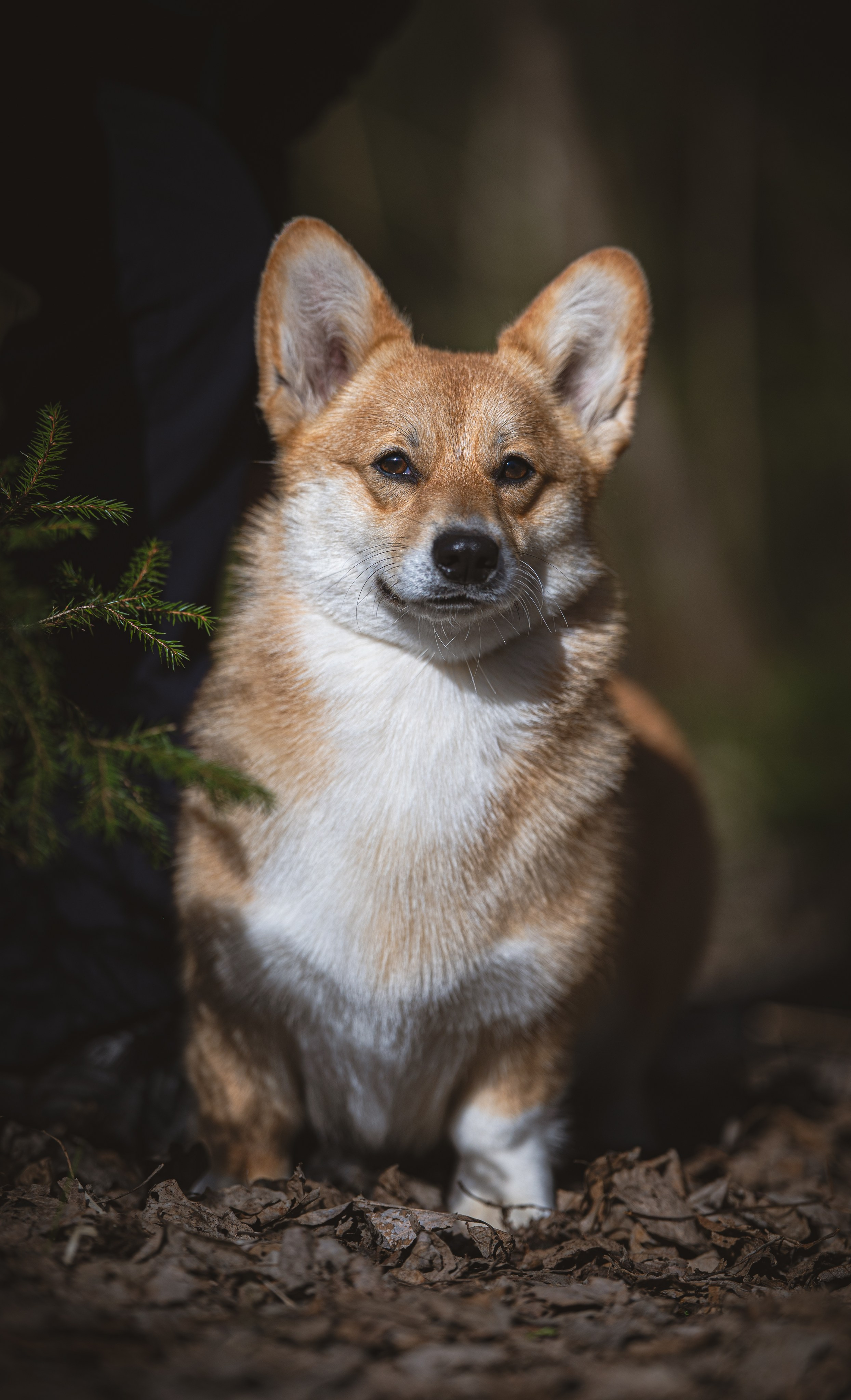 Корги. Фотограф Кирилл