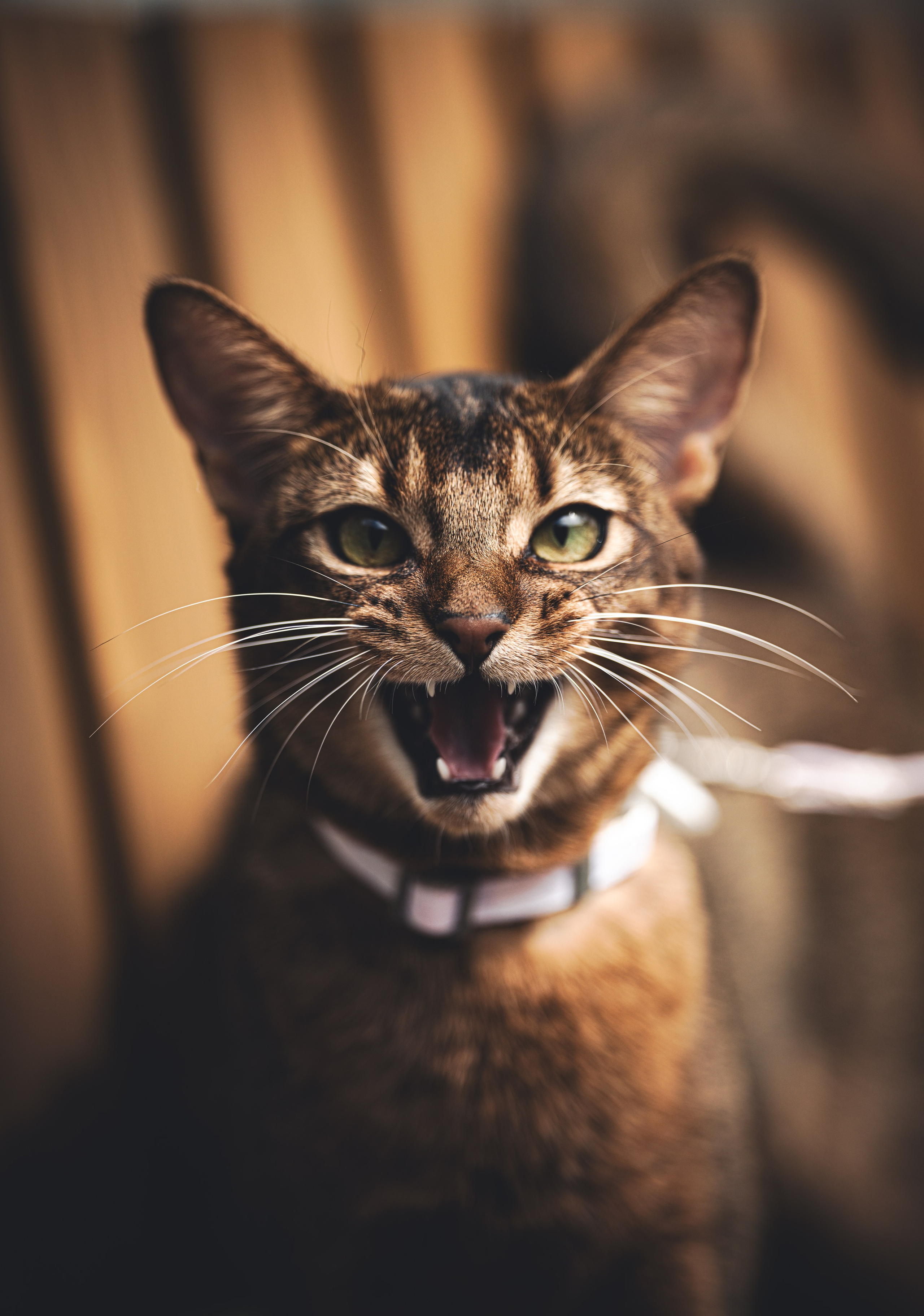 Кошка. Фотограф Кирилл